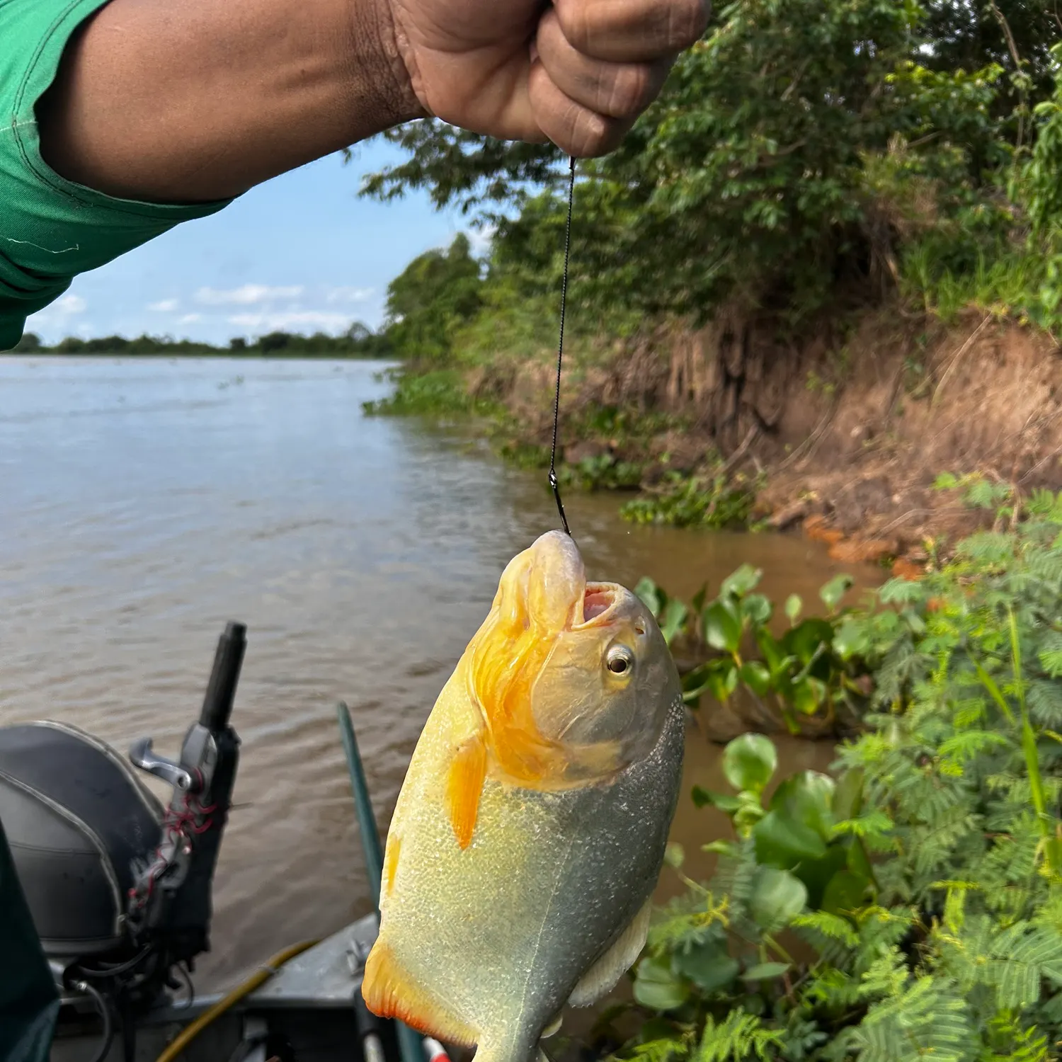 San Francisco piranha caught on Fishbrain