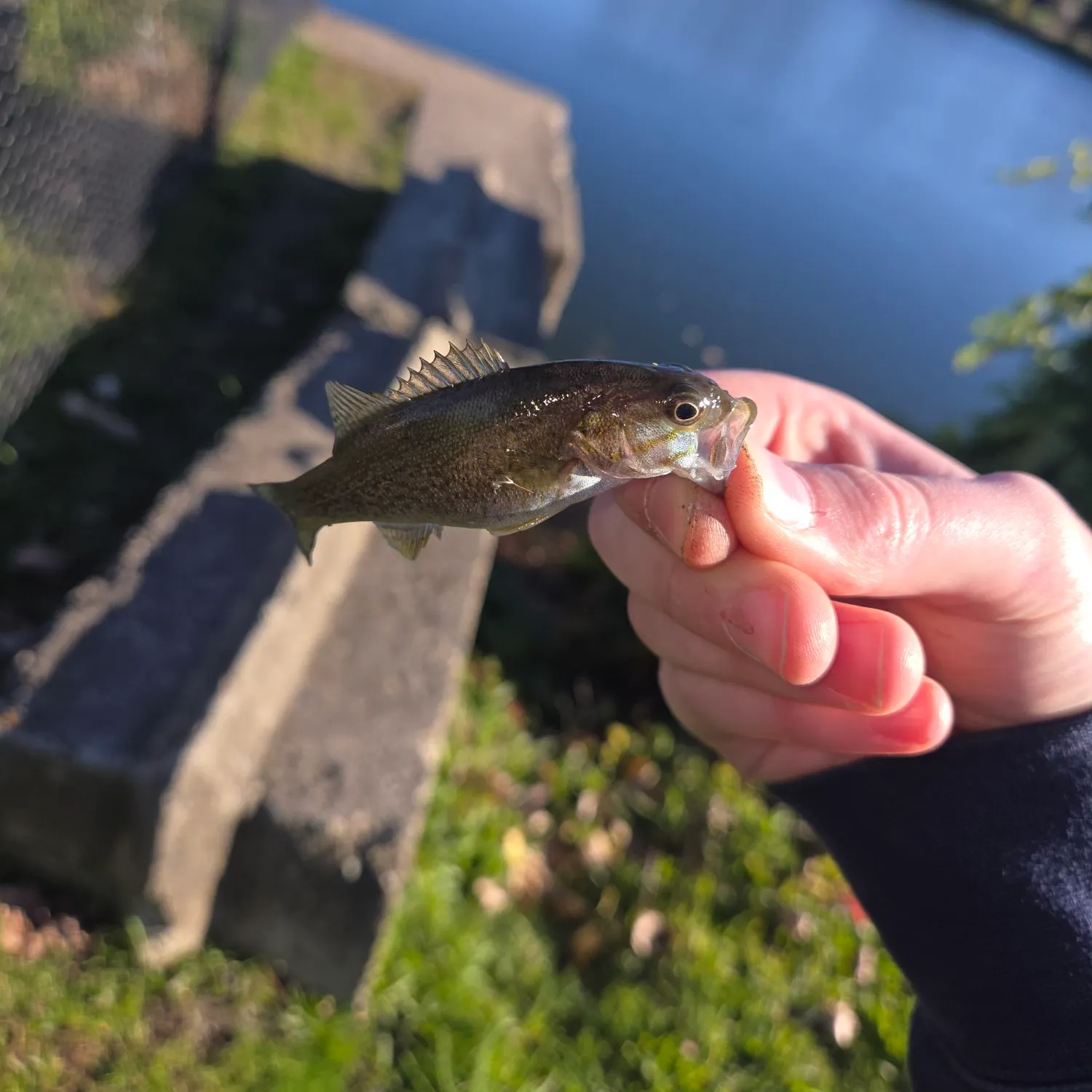 Smallmouth bass caught on Fishbrain