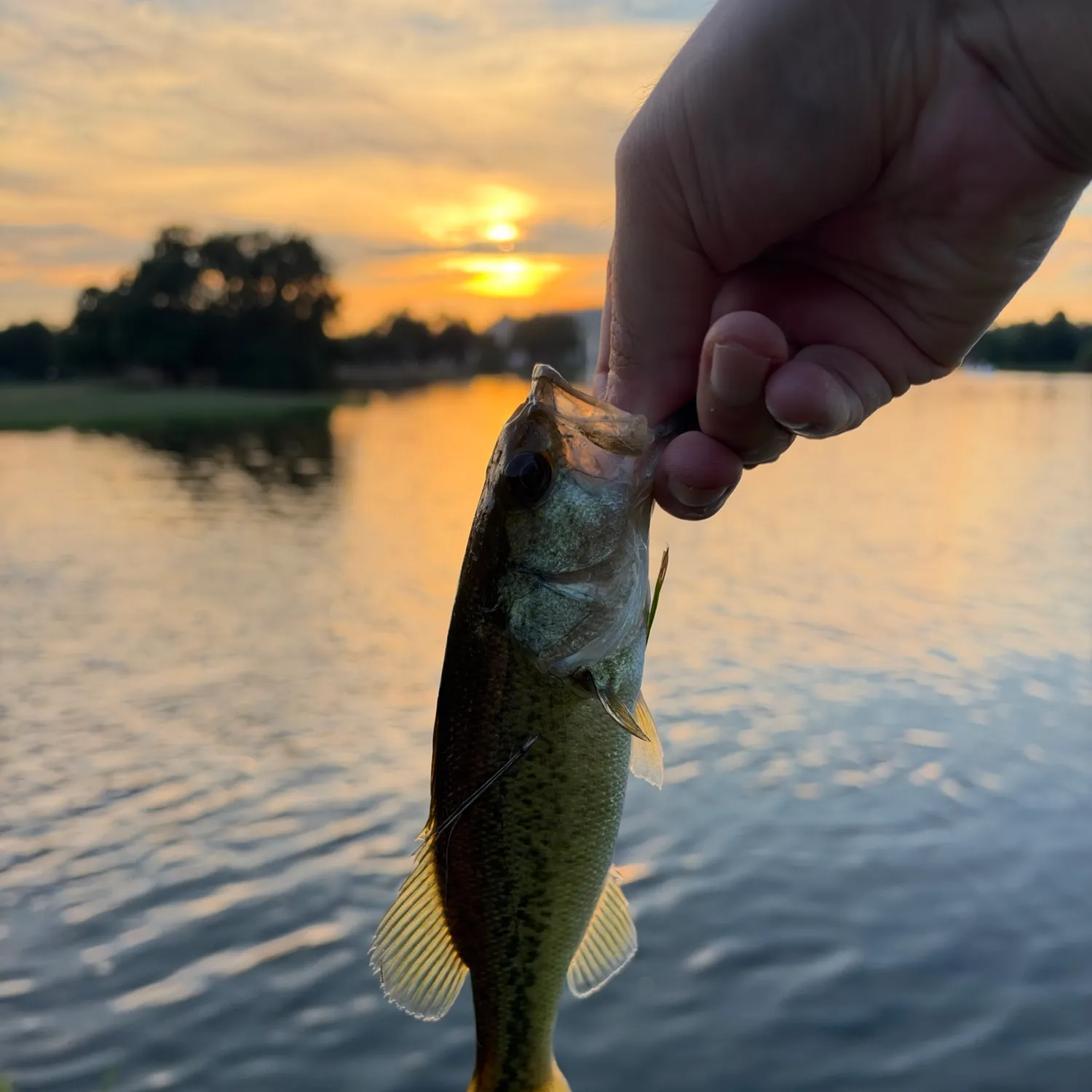 Largemouth bass caught on Fishbrain
