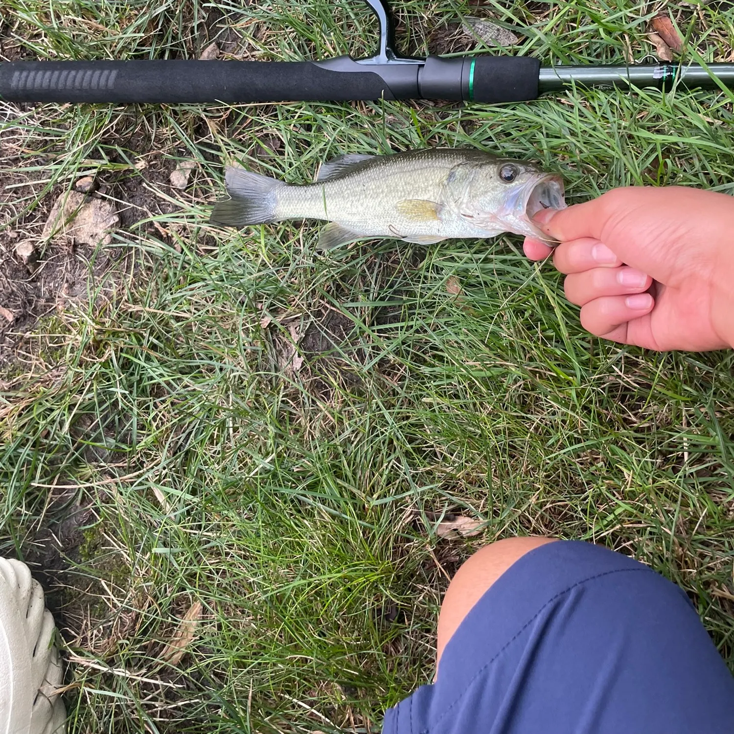Smallmouth bass caught on Fishbrain