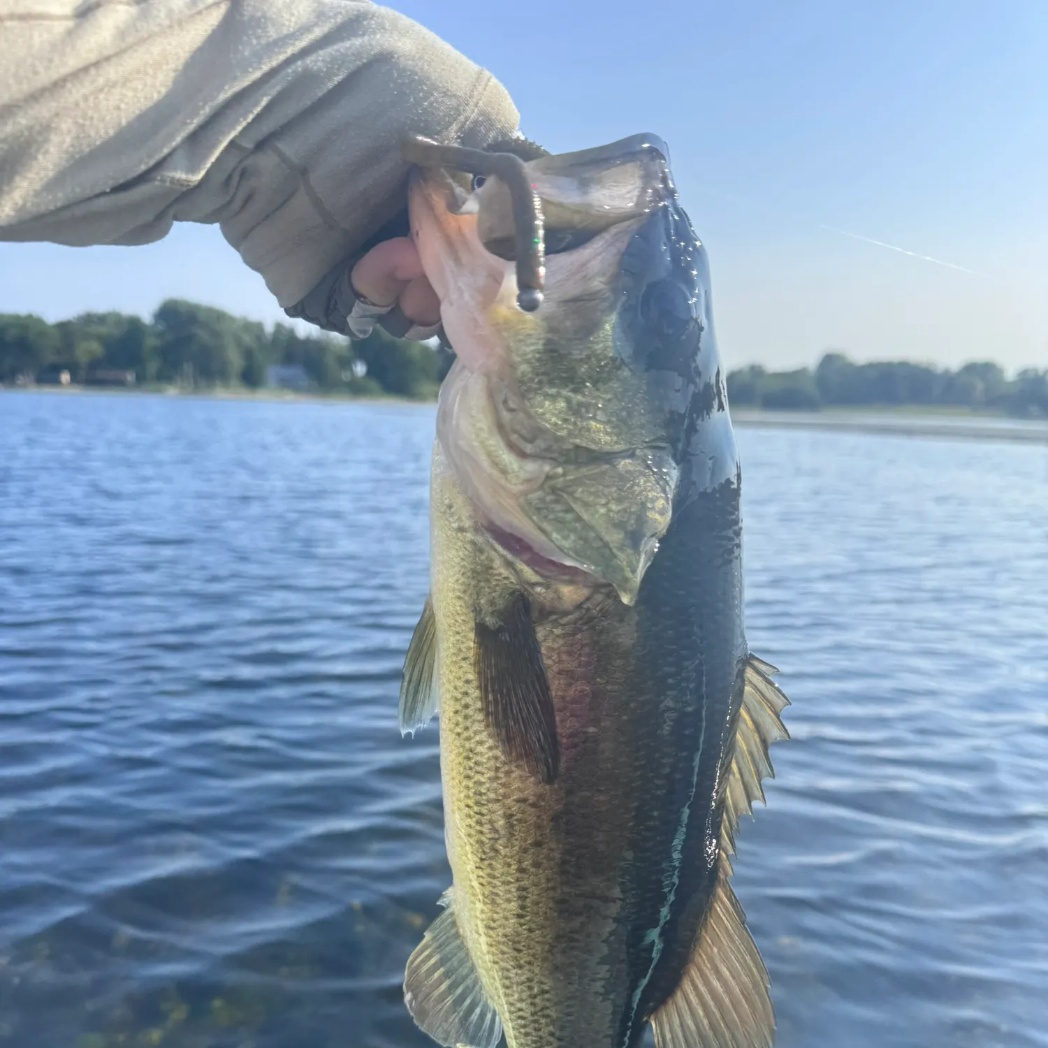 Largemouth bass caught on Fishbrain