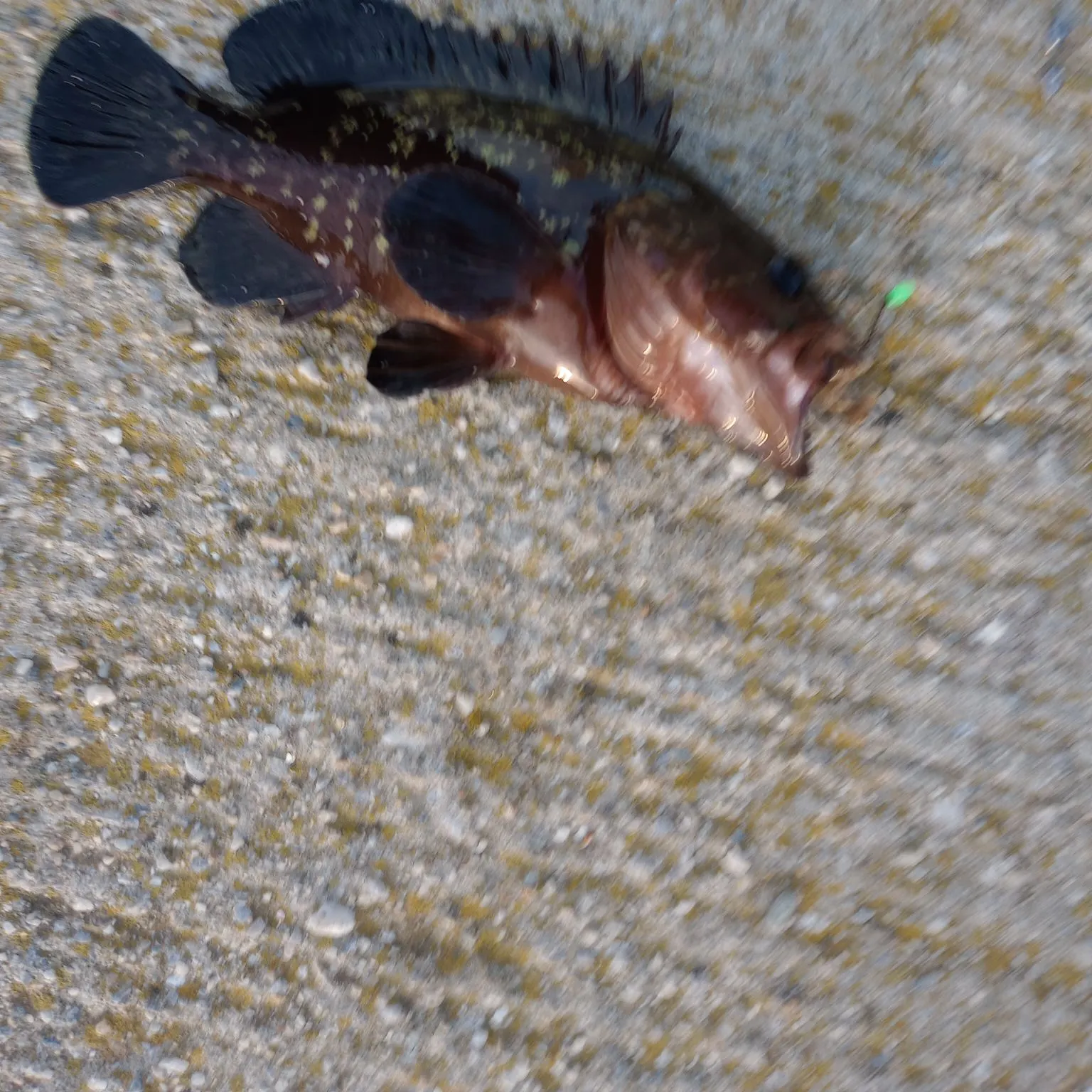 most liked catch image