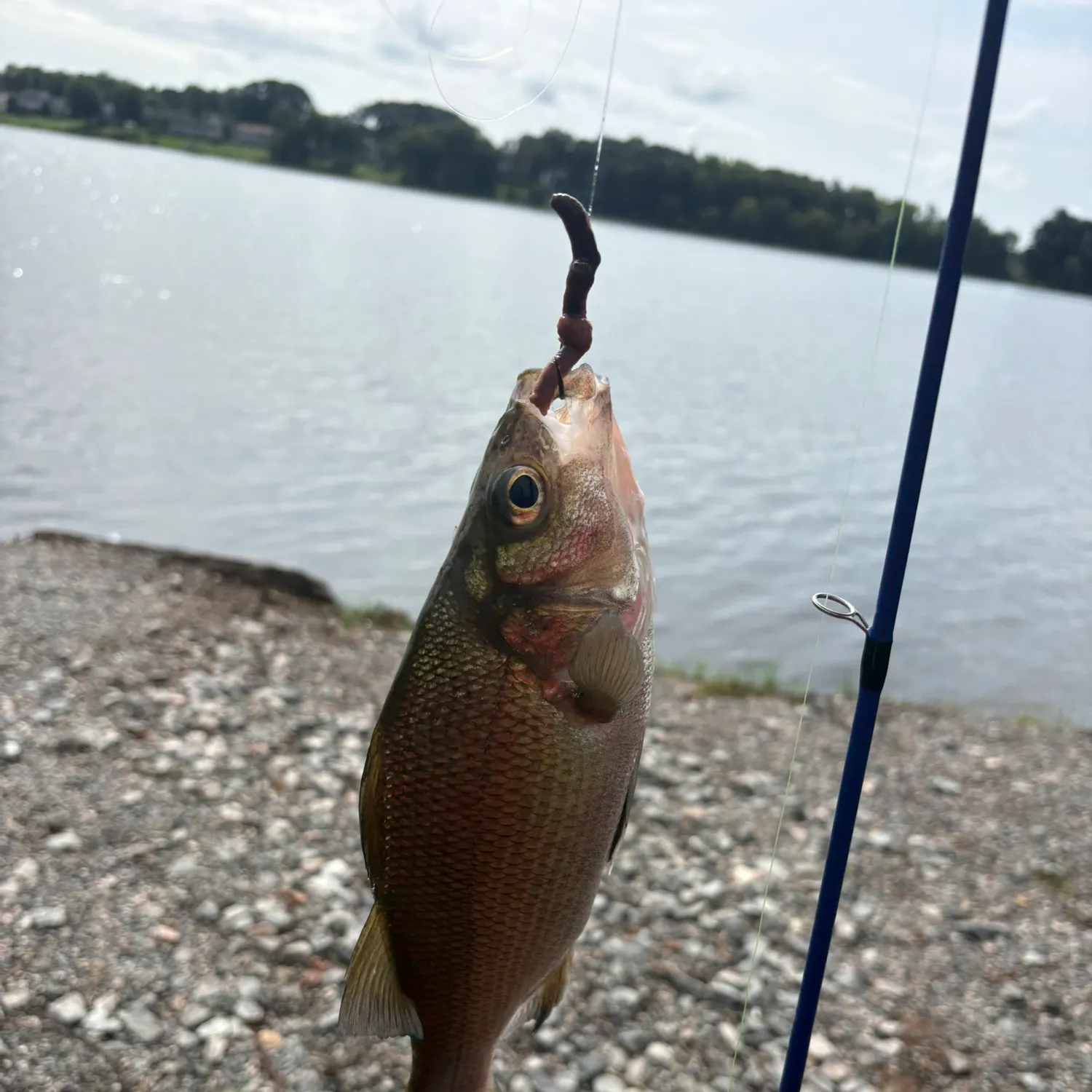 White perch caught on Fishbrain