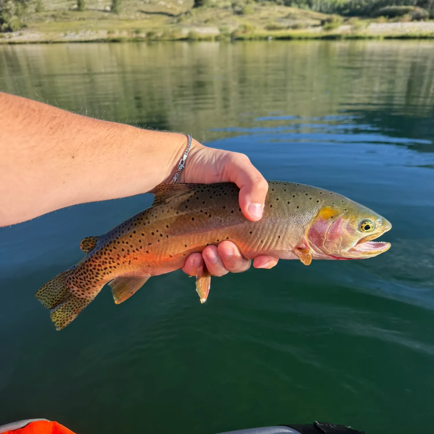 Colorado river cutthroat trout caught on Fishbrain