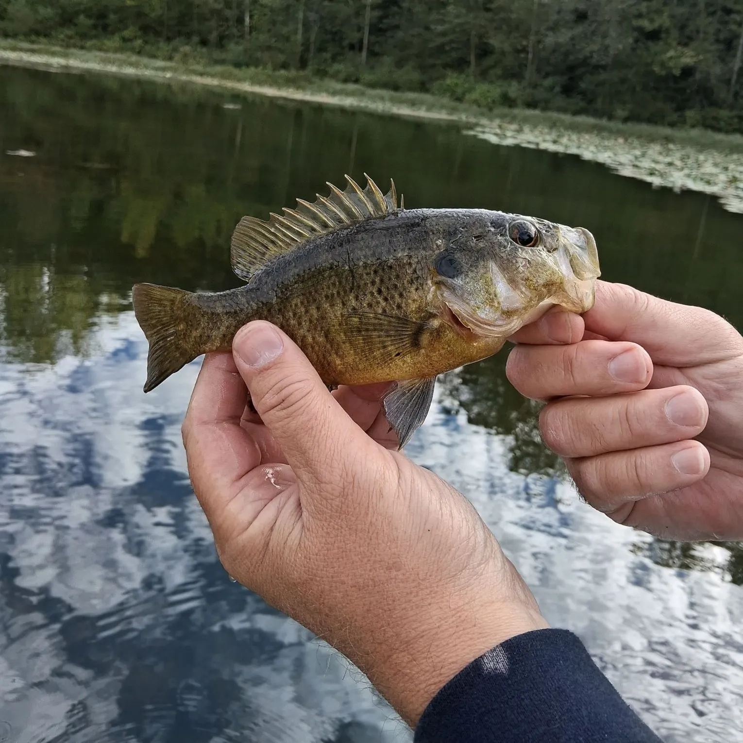 Warmouth caught on Fishbrain