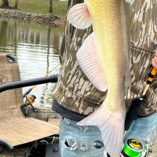 Channel catfish caught on Fishbrain