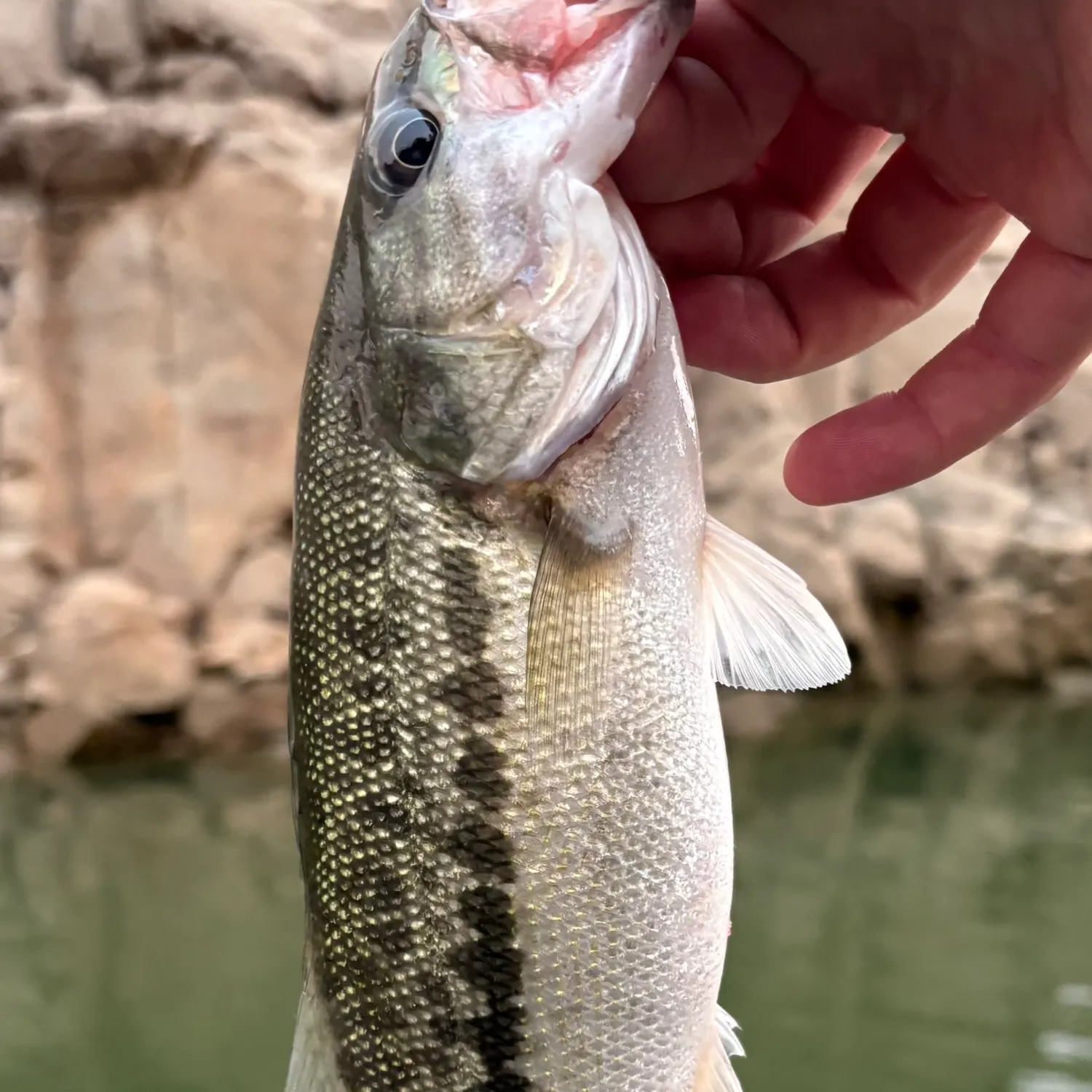 Spotted bass caught on Fishbrain