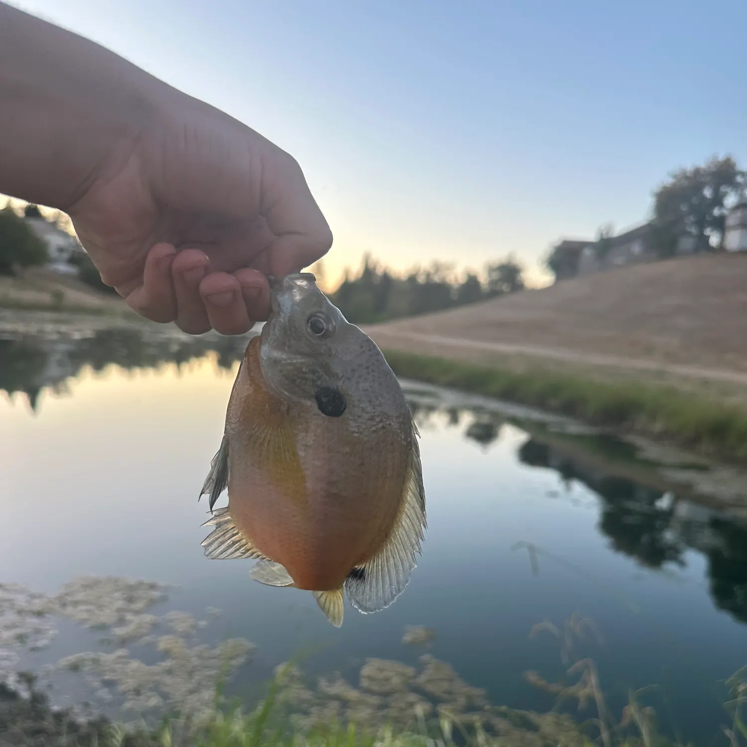 Bluegill caught on Fishbrain