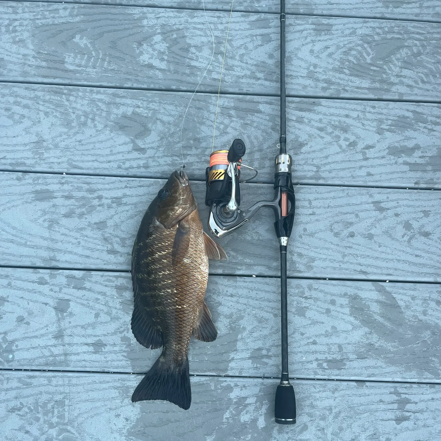 The most recent Cubera snapper catches on Fishbrain