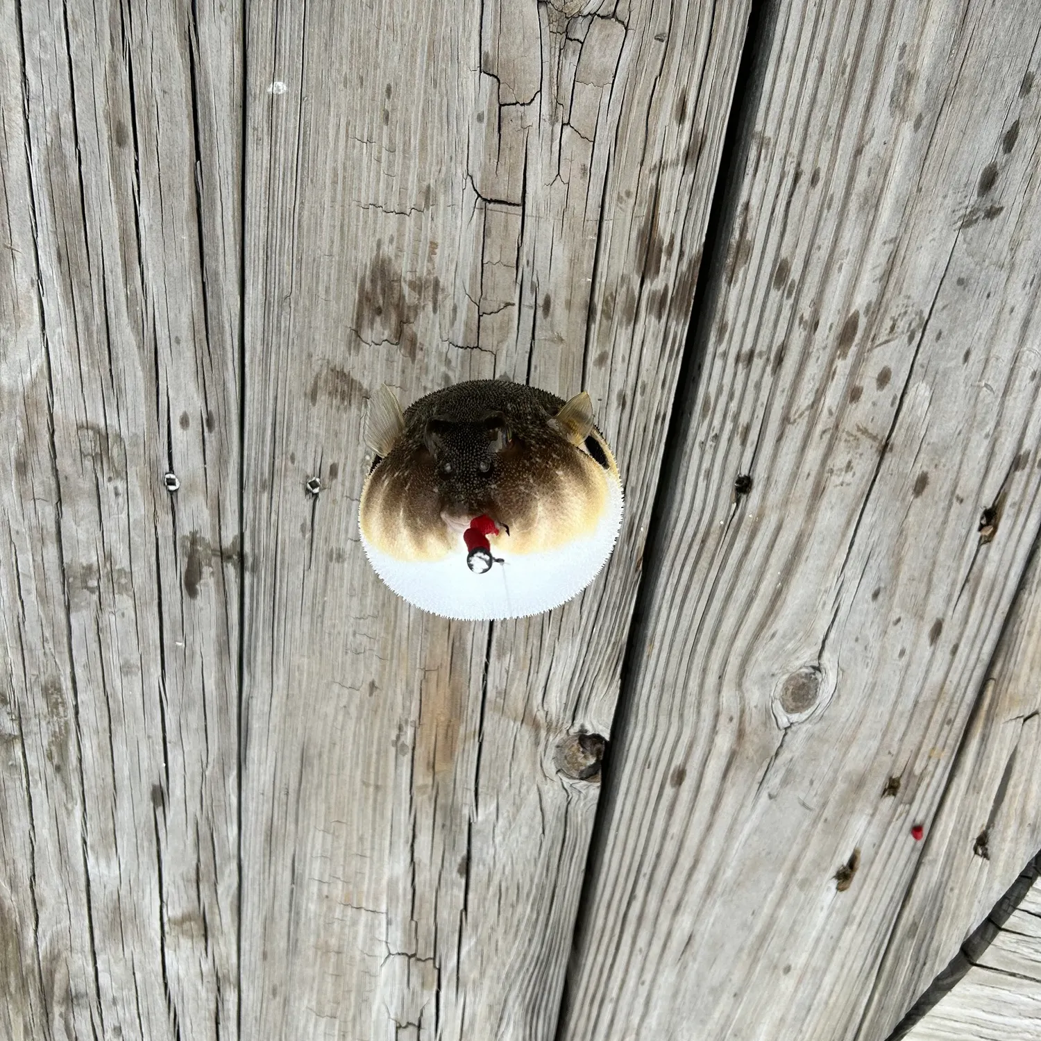 Northern puffer caught on Fishbrain