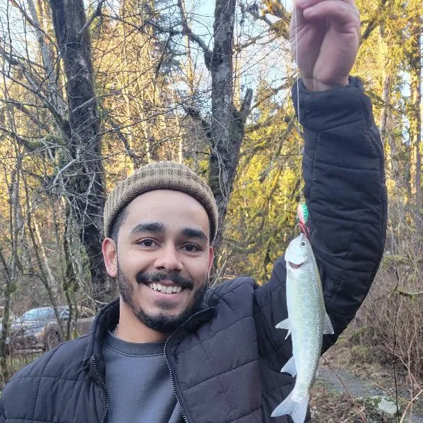 The most recent Westlope cutthroat trout catches on Fishbrain