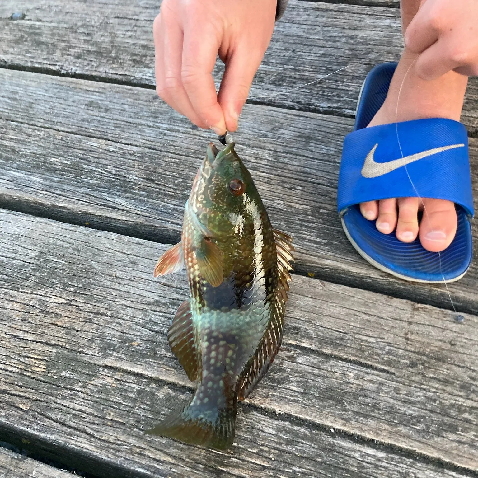 recently logged catches