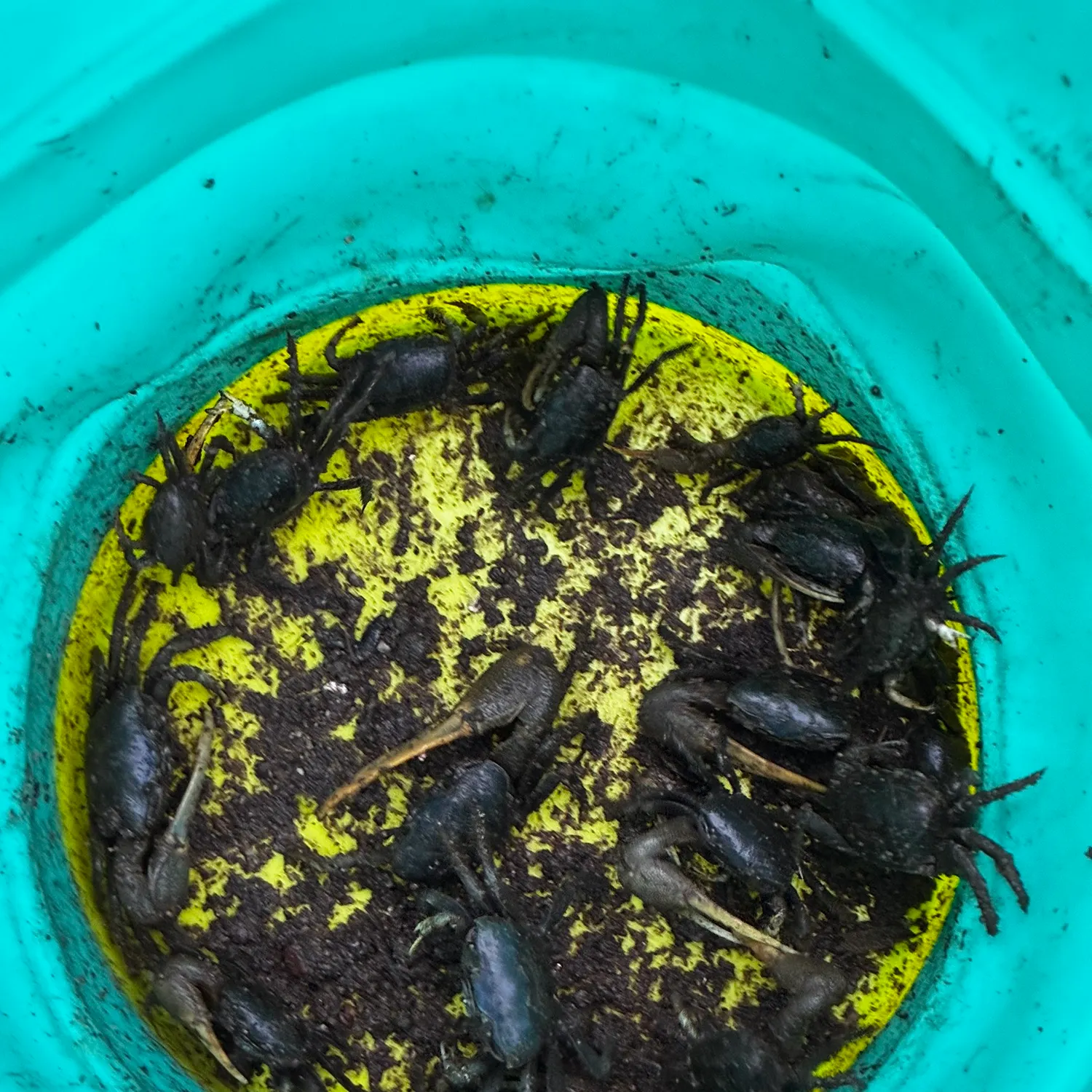Mud fiddler crab caught on Fishbrain