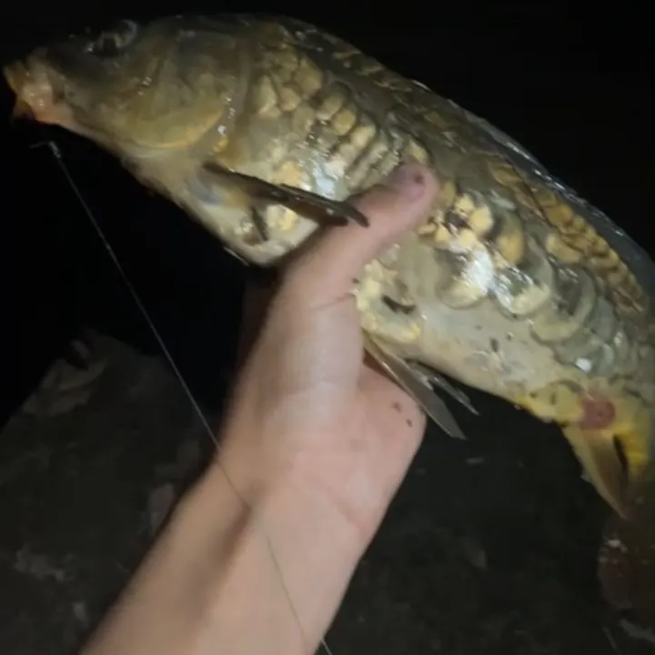 Mirror carp caught on Fishbrain