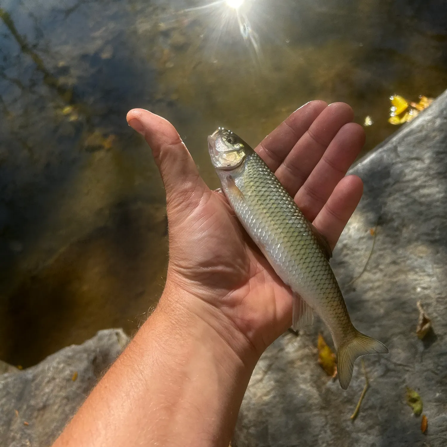 Fallfish caught on Fishbrain