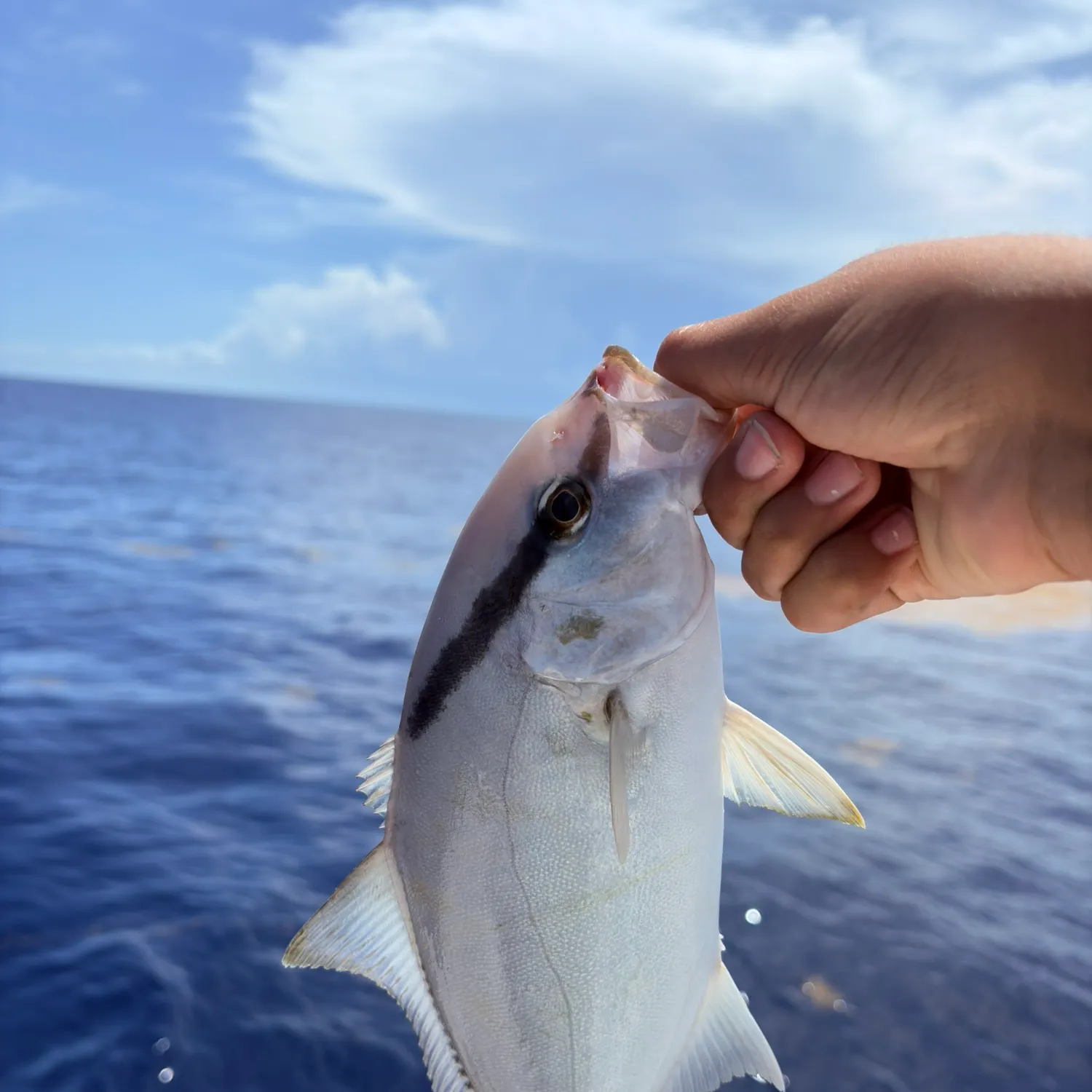 The most recent Almaco jack catches on Fishbrain