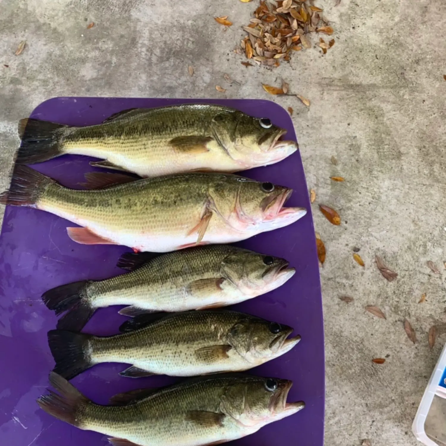 recently logged catches