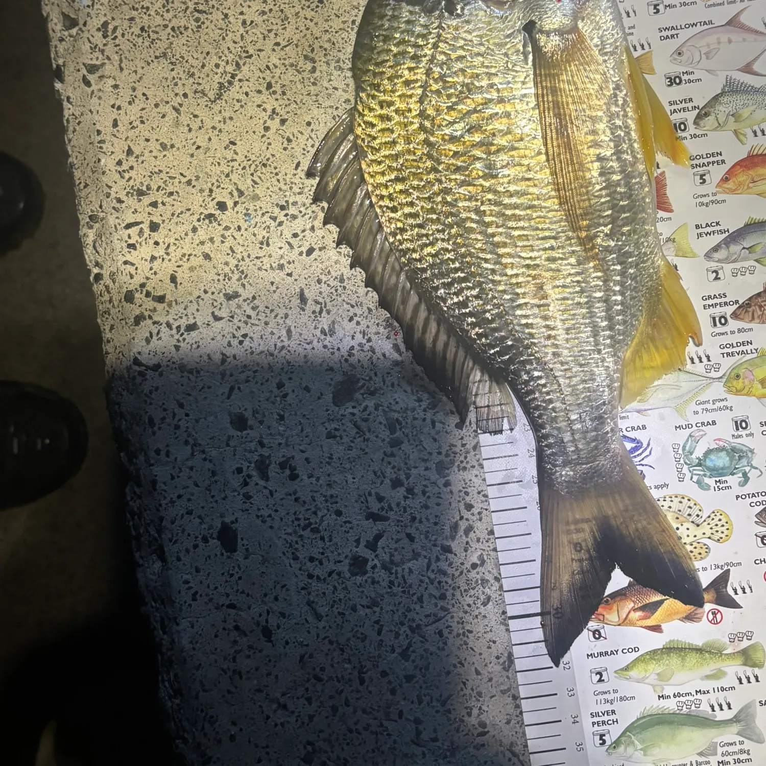 recently logged catches