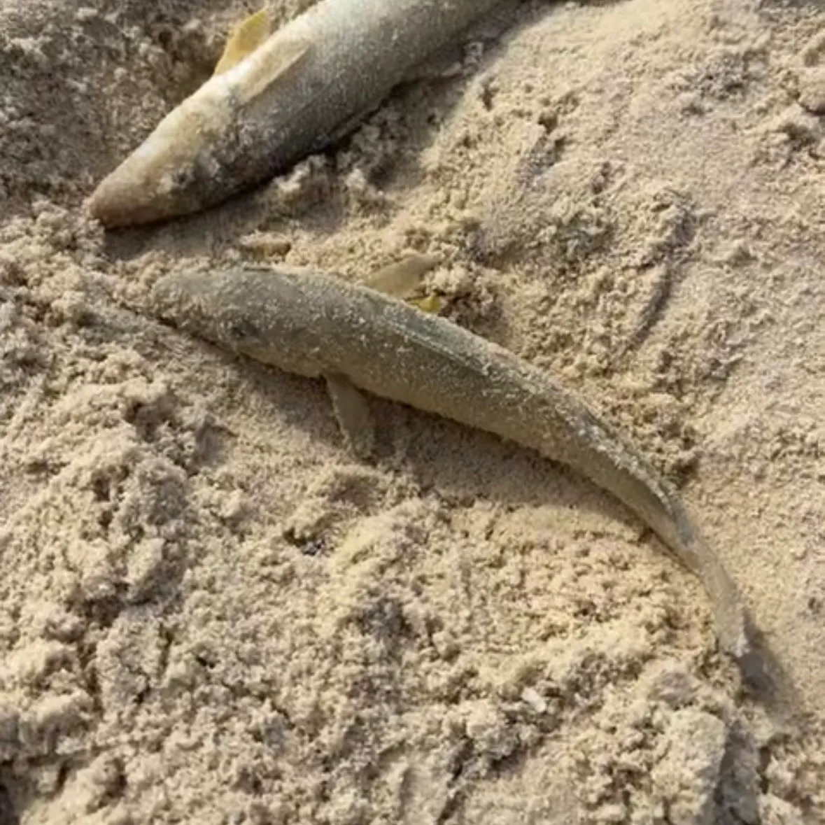 The most recent Sand sillago catches on Fishbrain