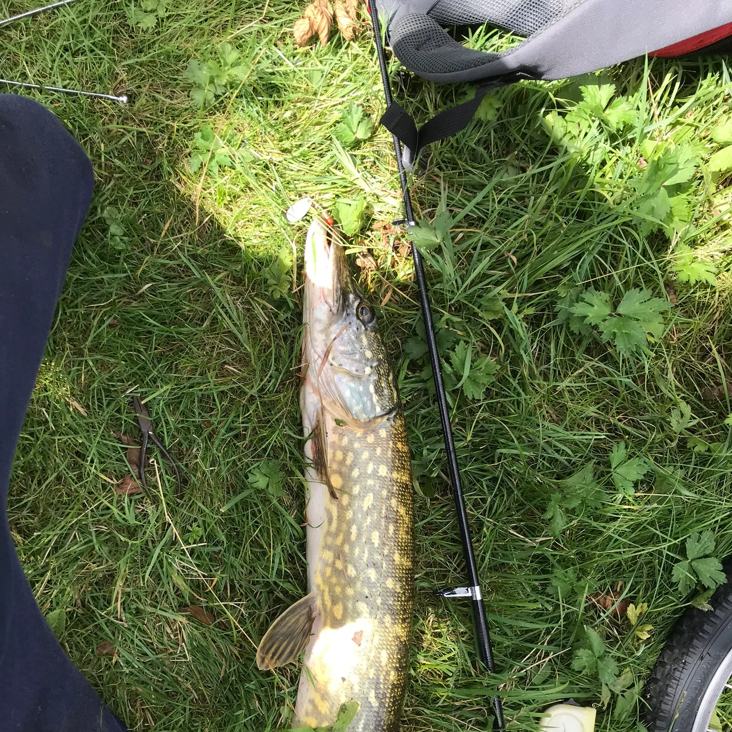 catch