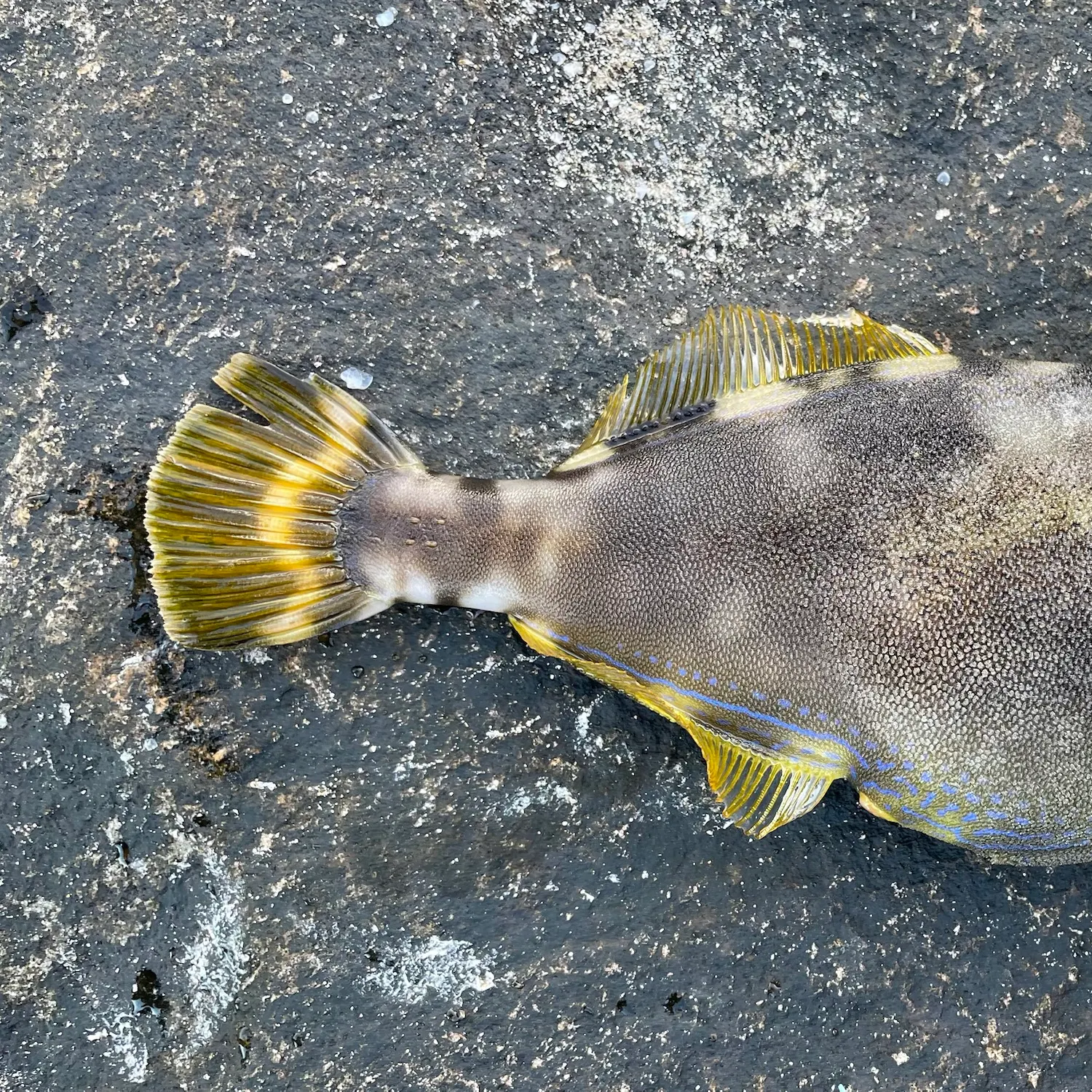 Black reef leatherjacket caught on Fishbrain