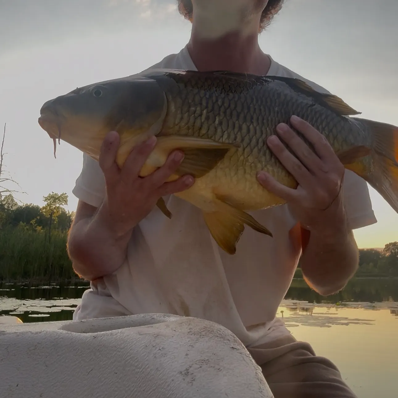 Common carp caught on Fishbrain