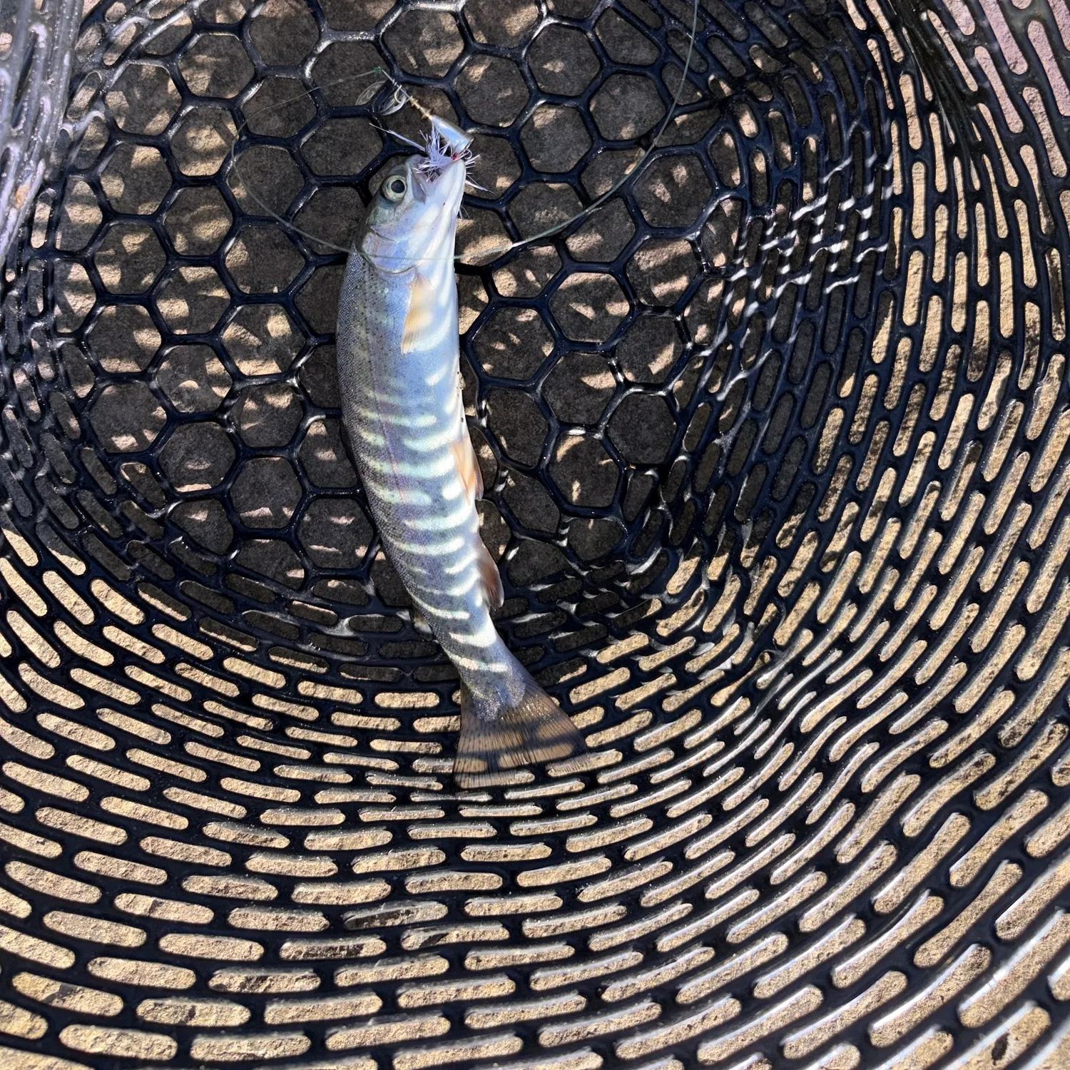 Rainbow trout caught on Fishbrain