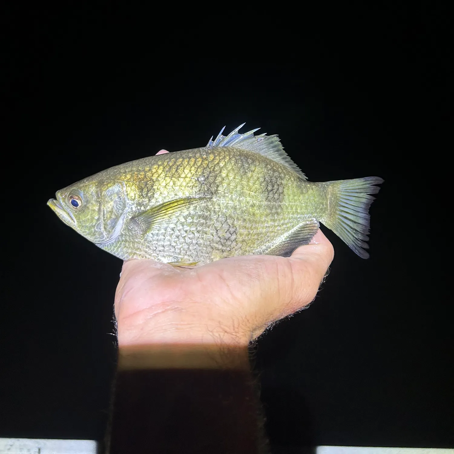 most liked catch image