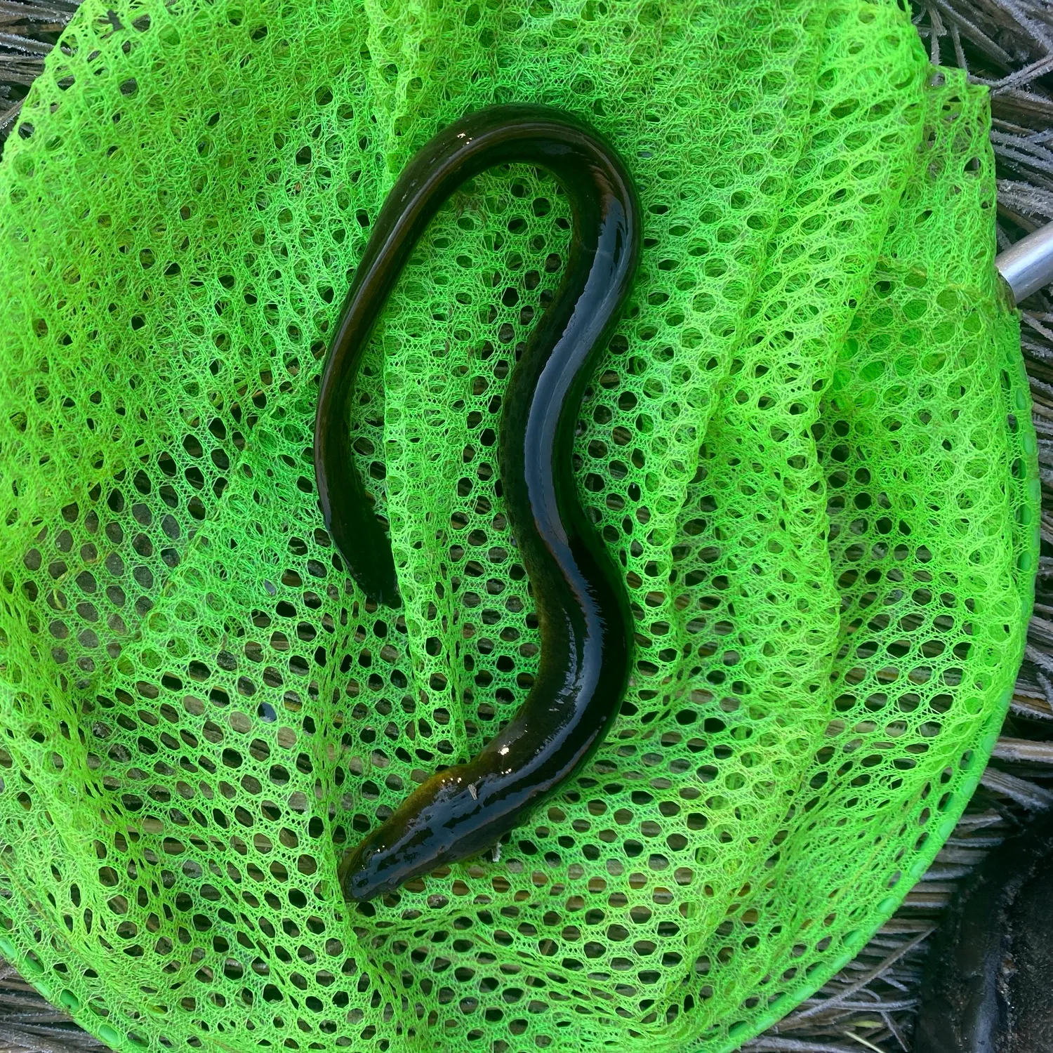 American eel caught on Fishbrain
