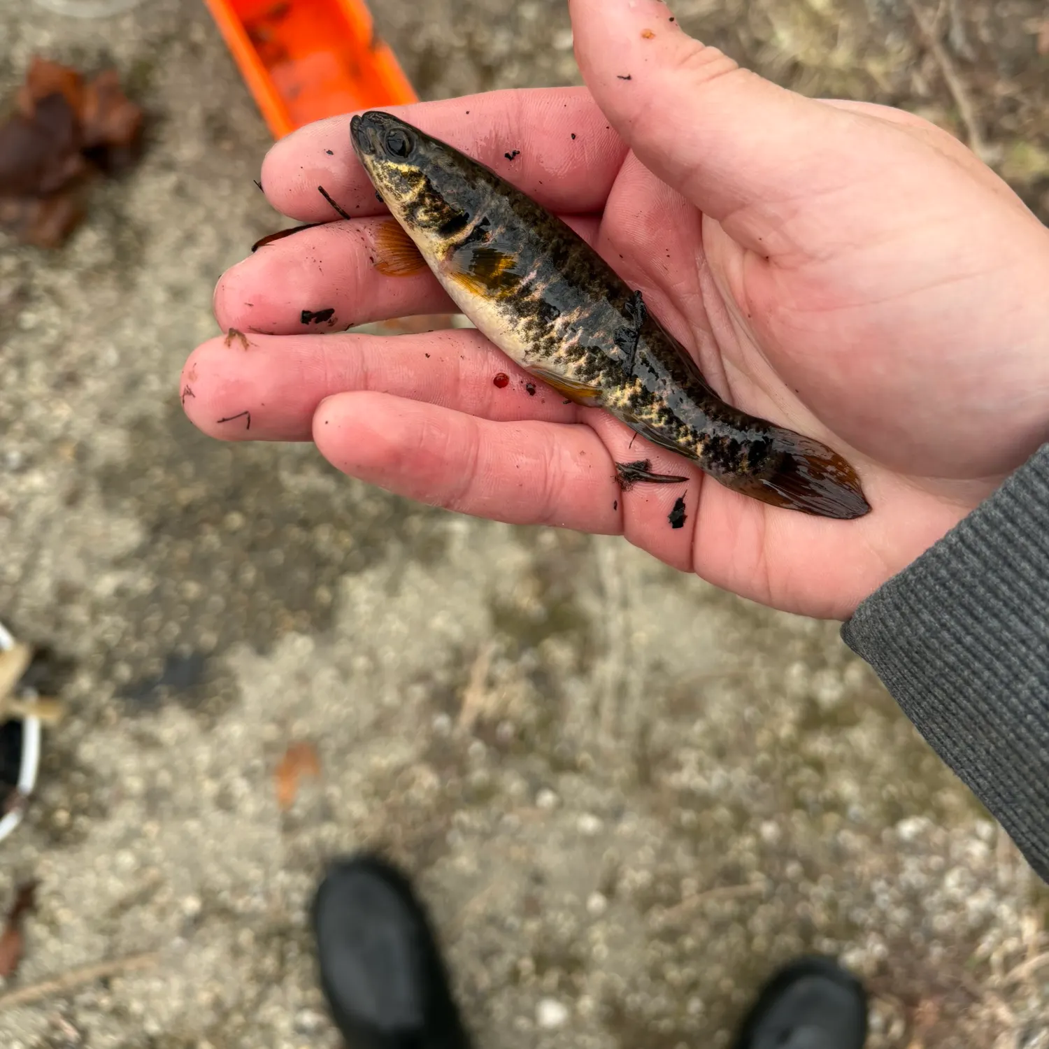 The most recent Central mudminnow catches on Fishbrain