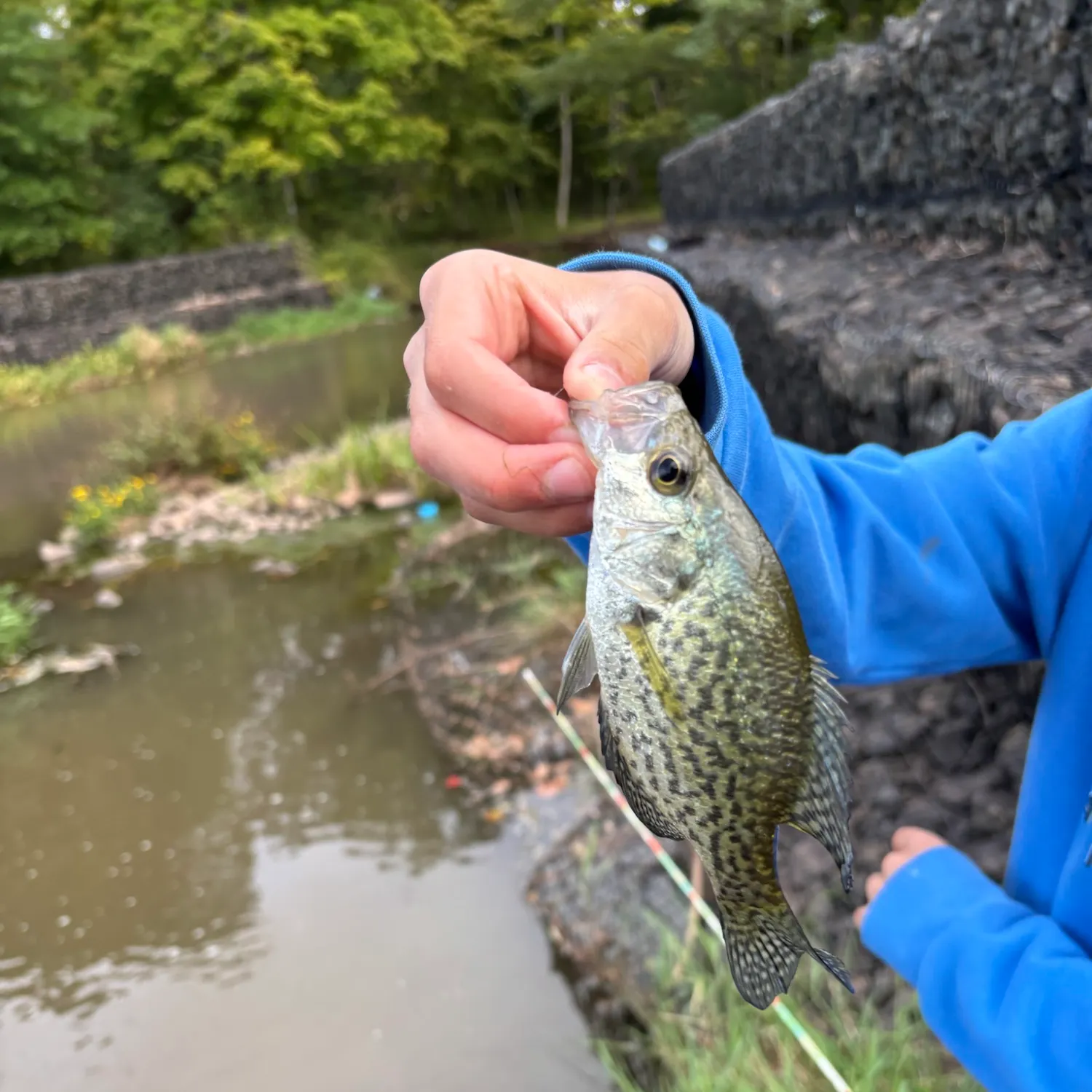 Black crappie caught on Fishbrain