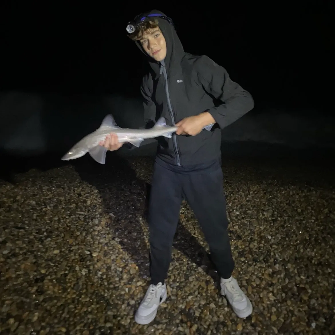 The most recent Starry smooth-hound catches on Fishbrain
