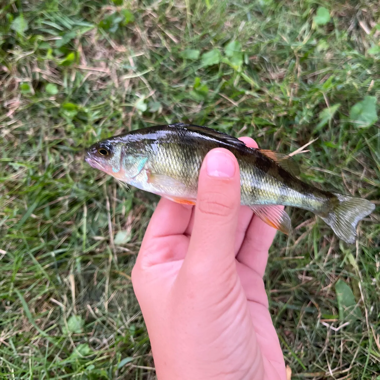 Yellow perch caught on Fishbrain