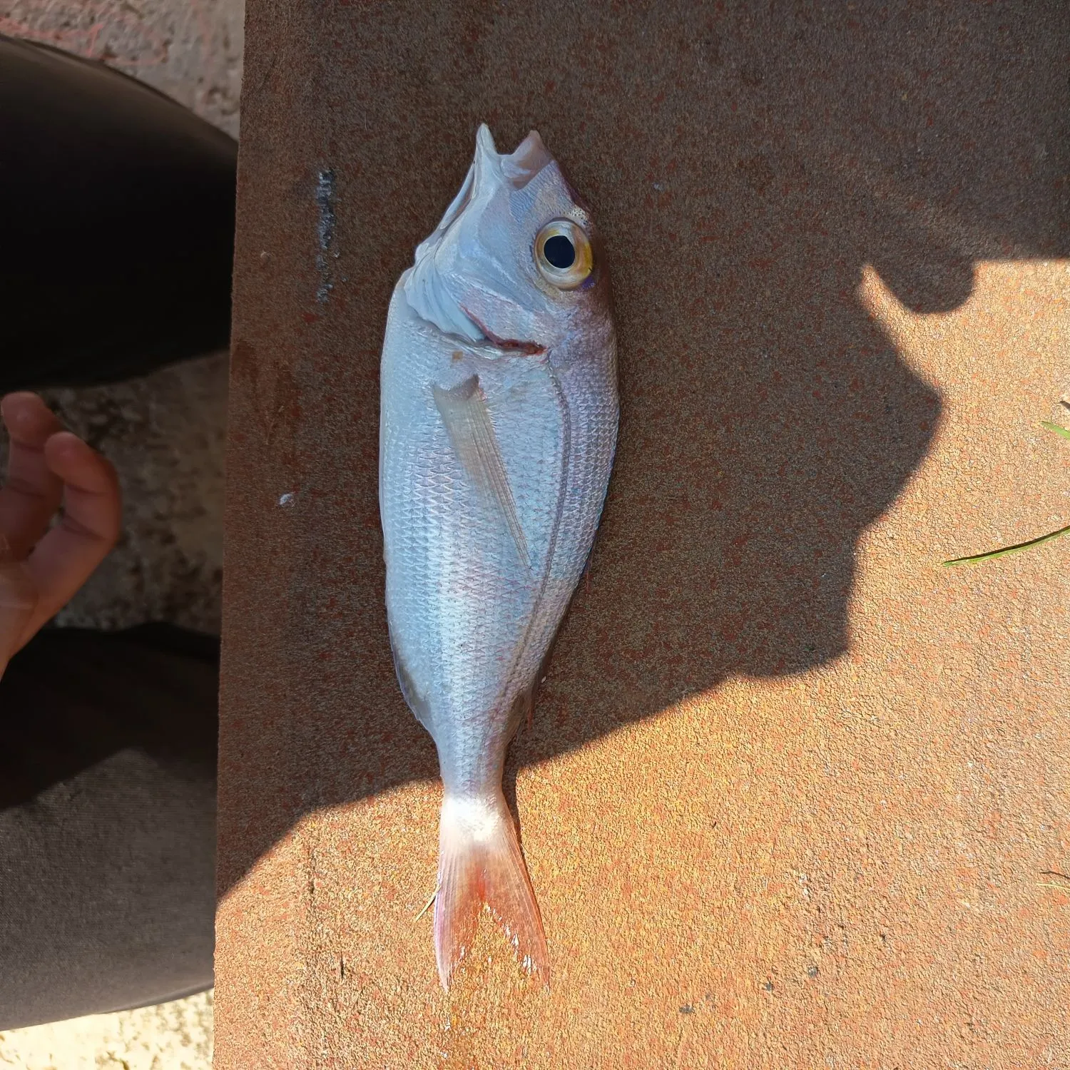 The most recent Common pandora catches on Fishbrain