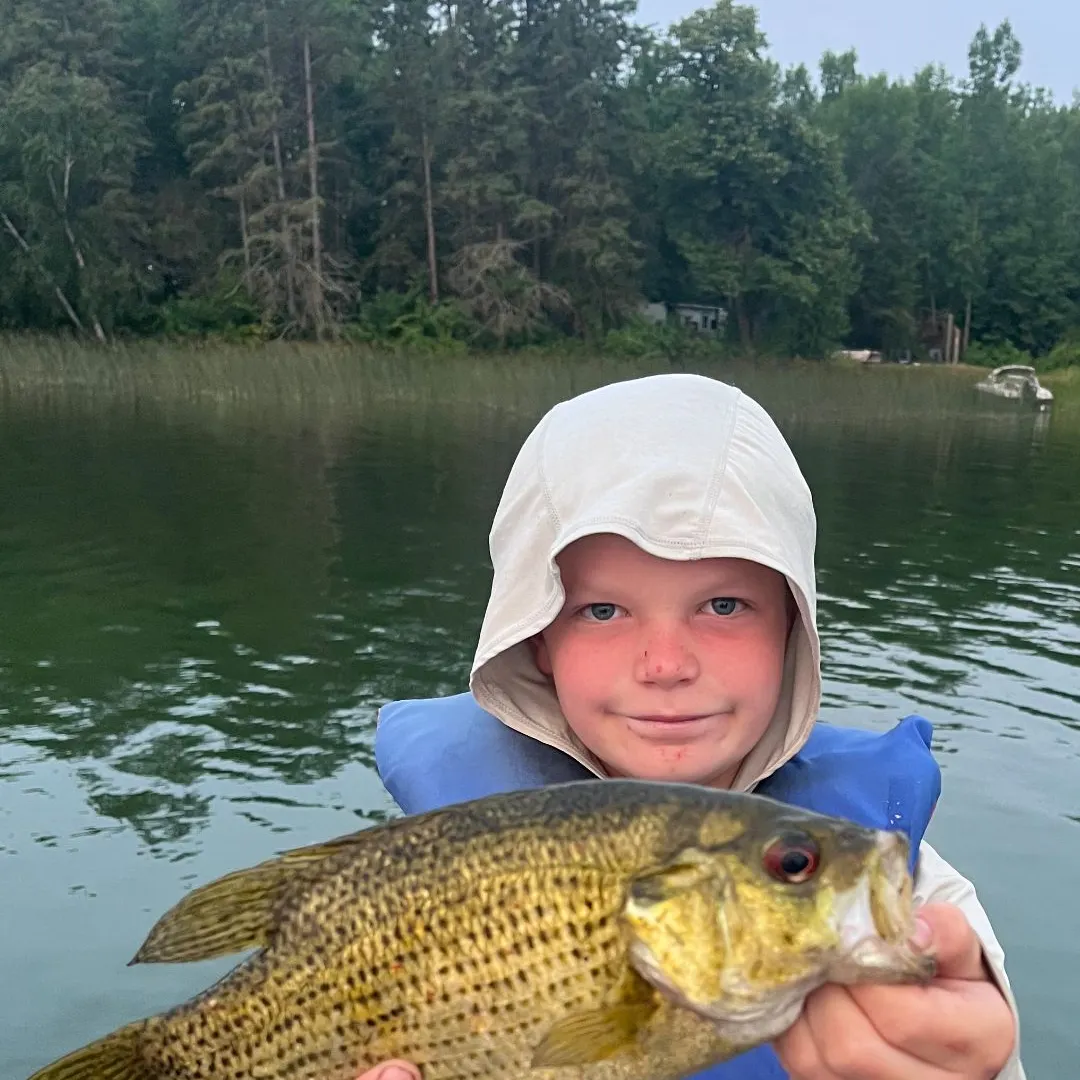 Rock bass caught on Fishbrain