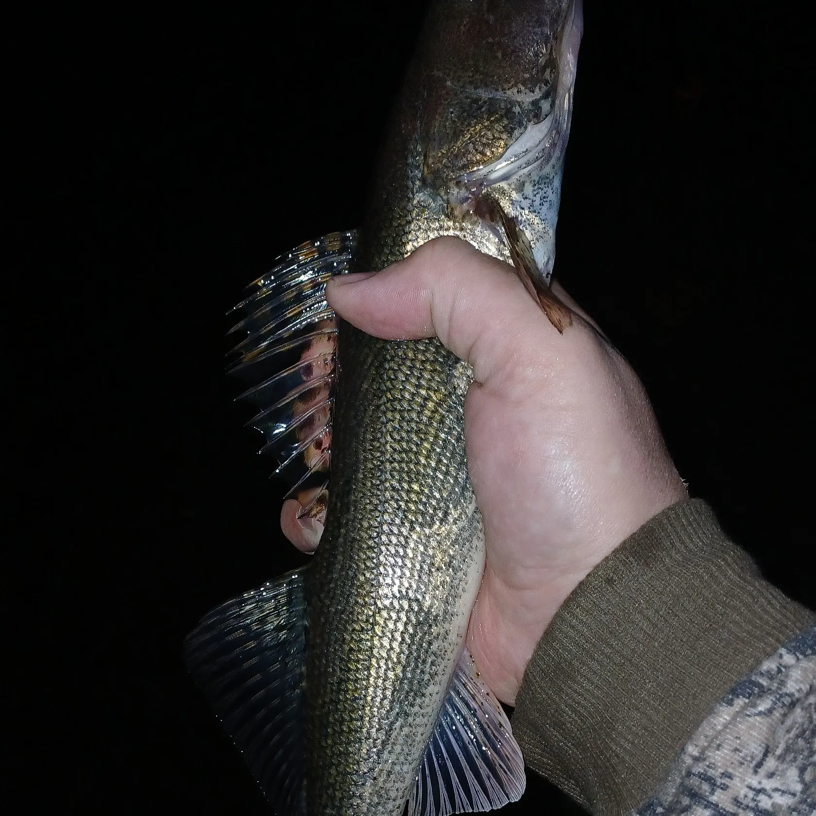 Sauger caught on Fishbrain