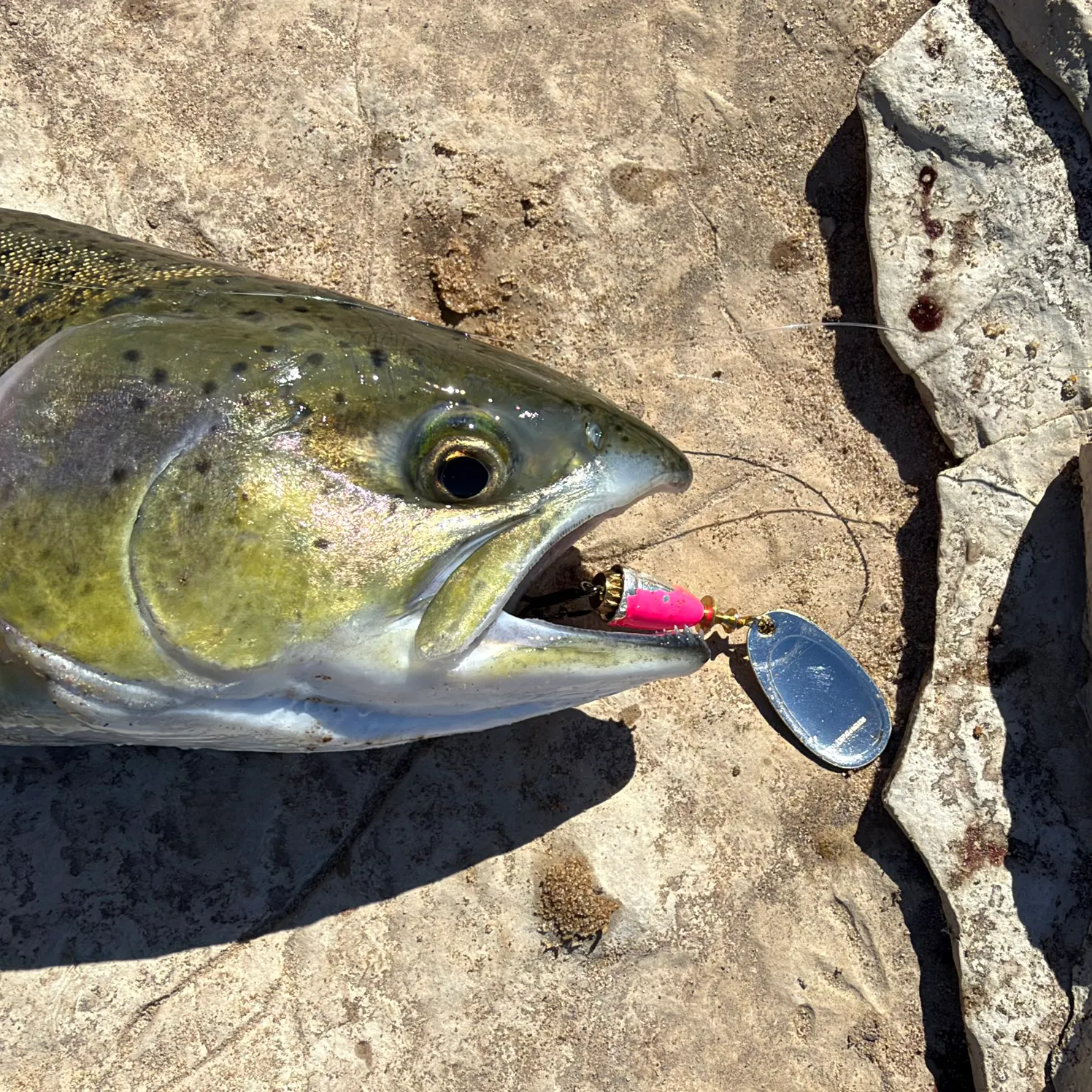Pink salmon caught on Fishbrain