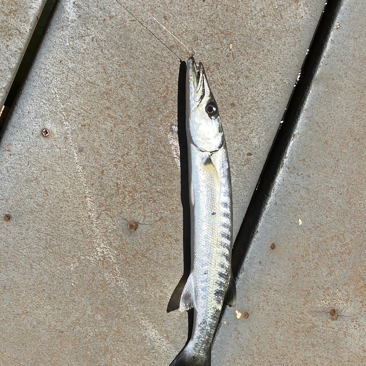 The most recent Great barracuda catches on Fishbrain