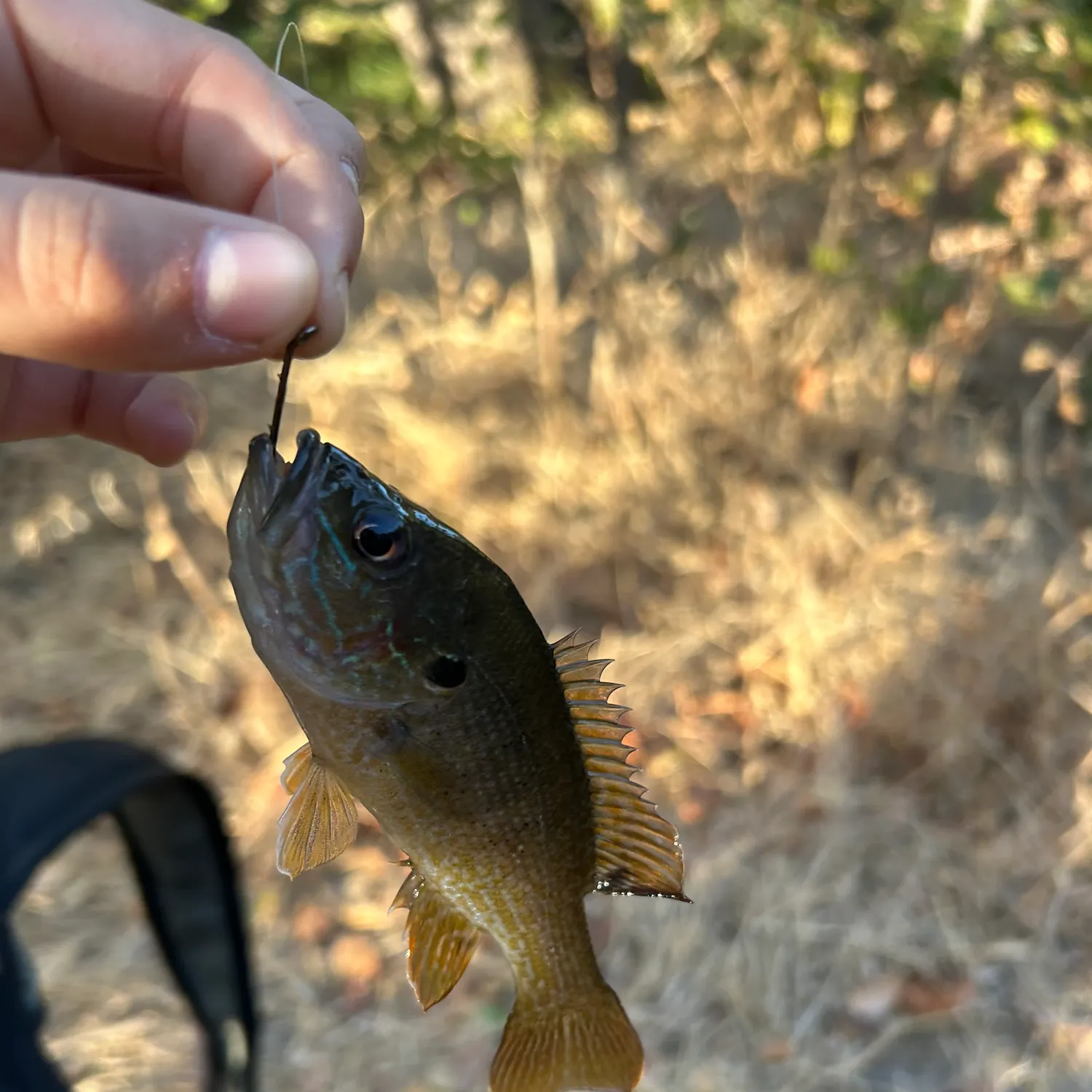 Green sunfish caught on Fishbrain