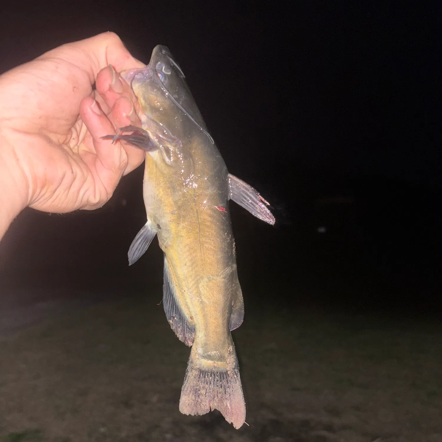 The most recent Black bullhead catches on Fishbrain