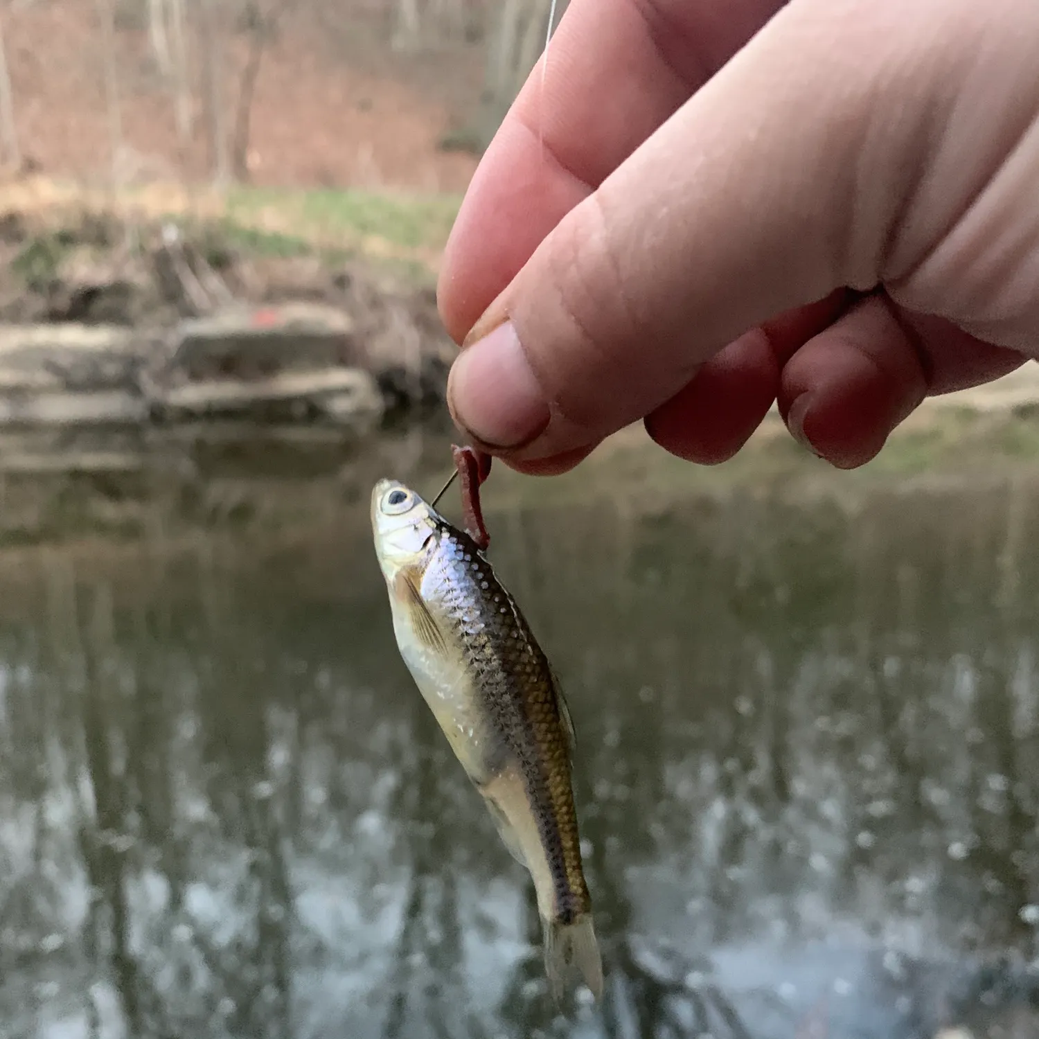 The most recent Fallfish catches on Fishbrain