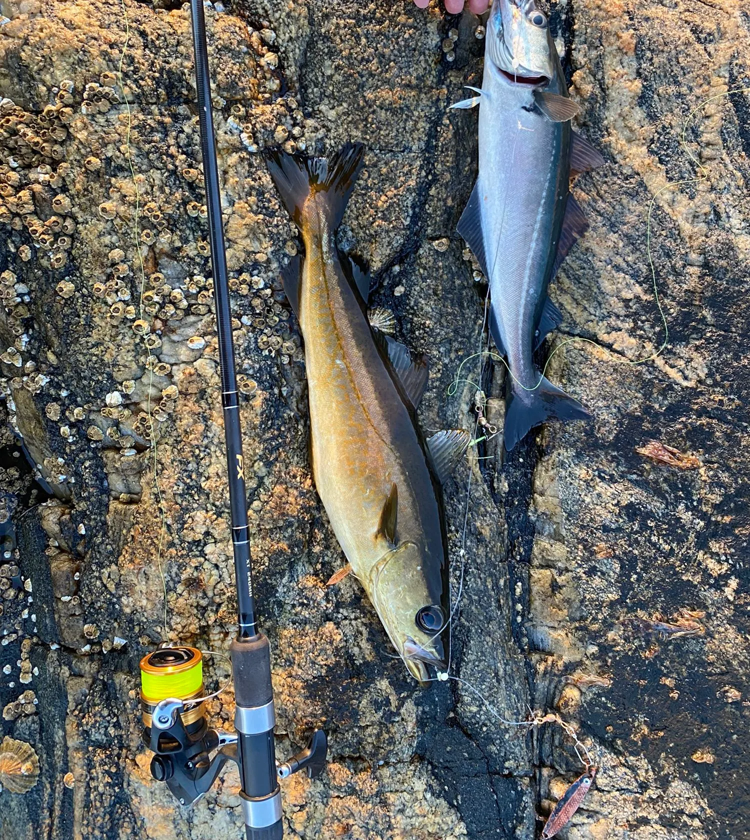 recently logged catches