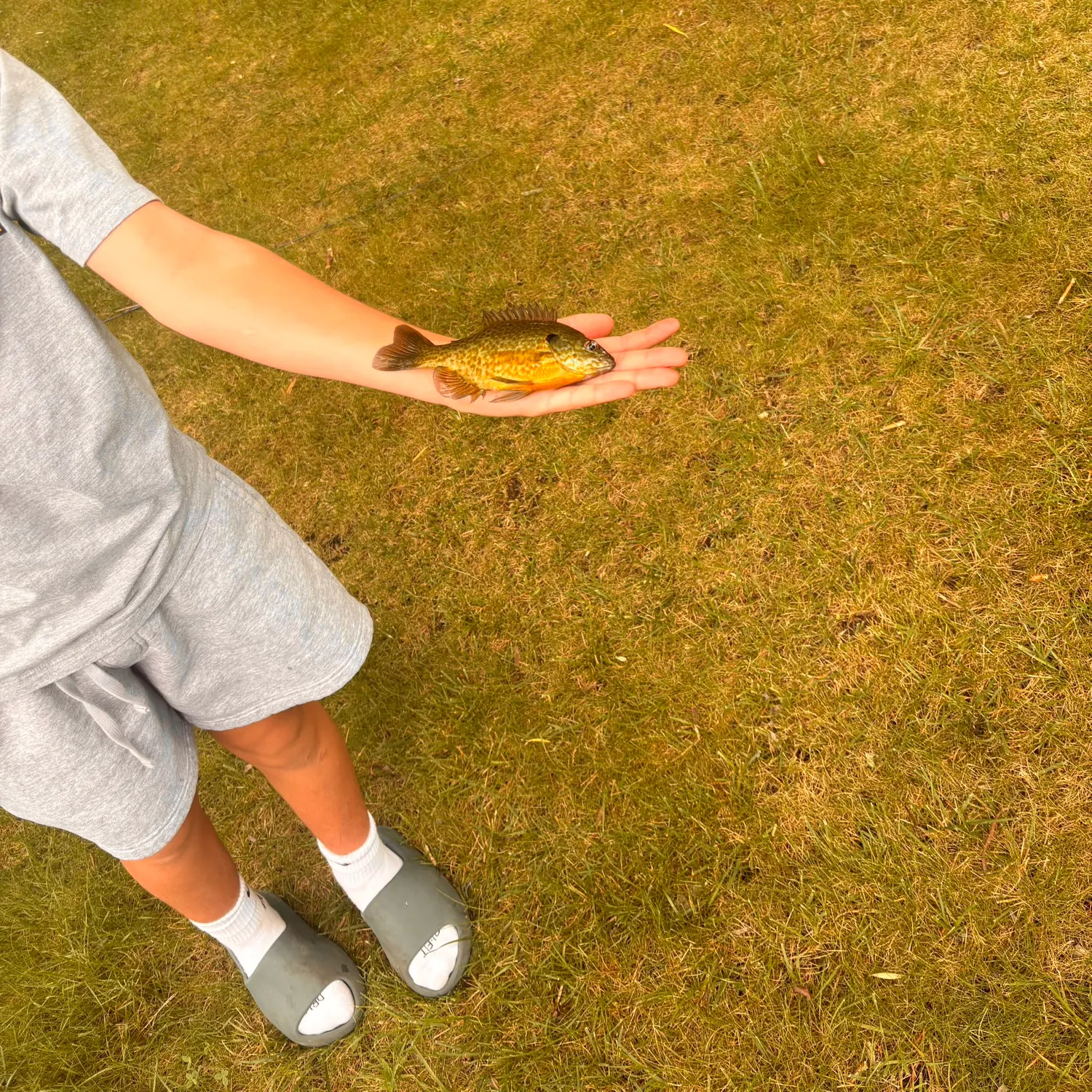 Pumpkinseed caught on Fishbrain