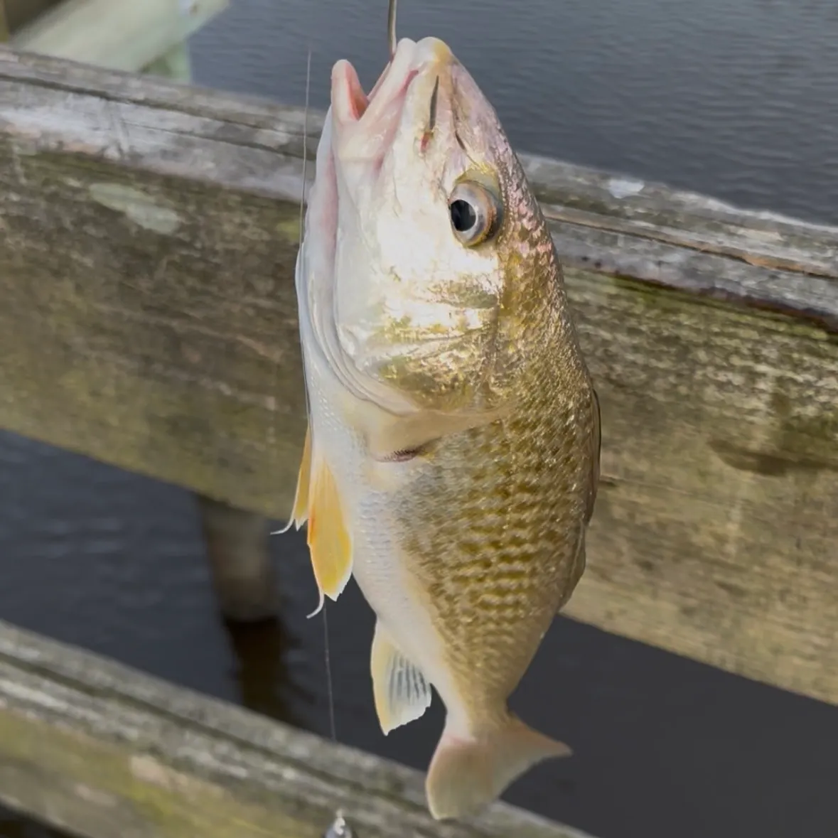 Atlantic croaker caught on Fishbrain