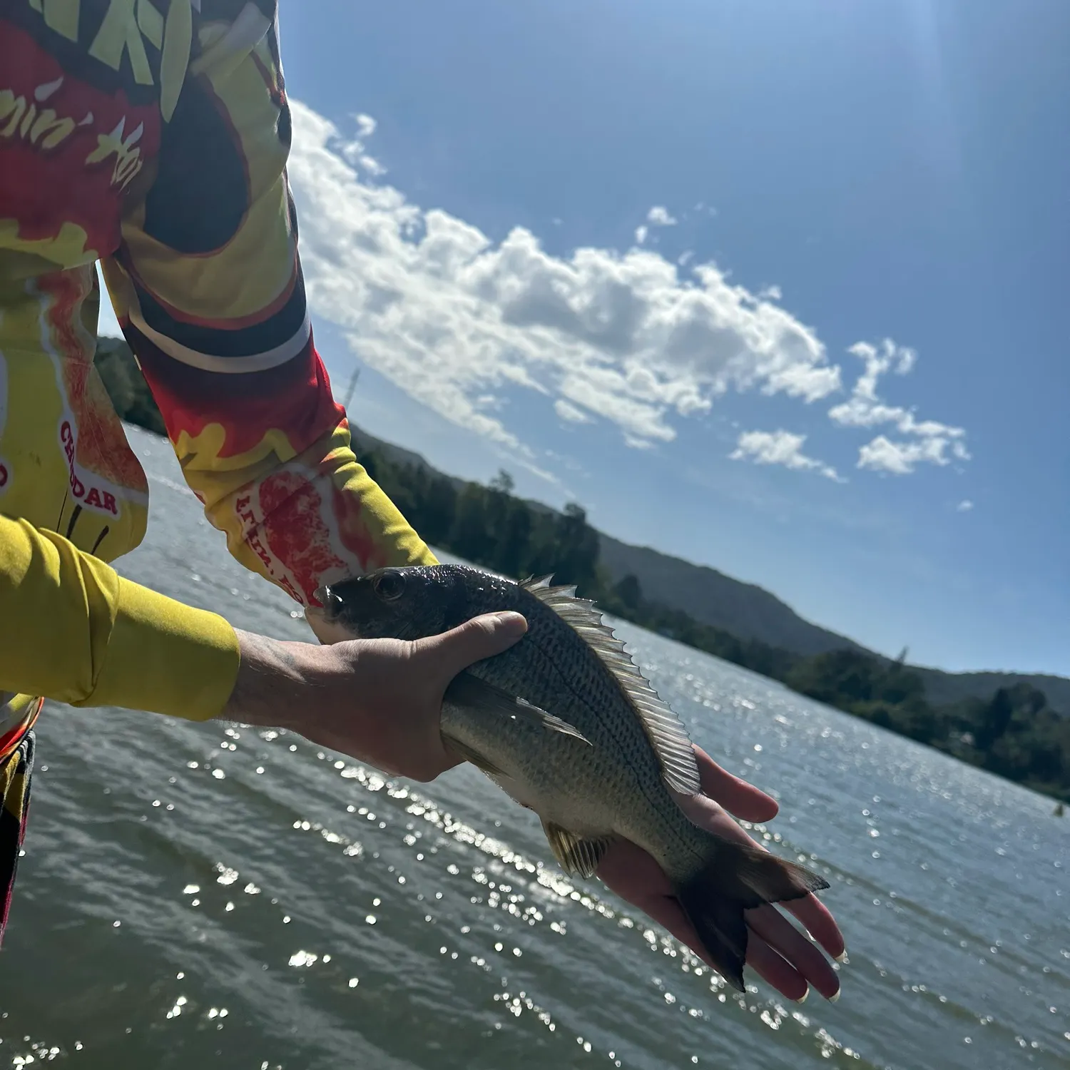Surf bream caught on Fishbrain