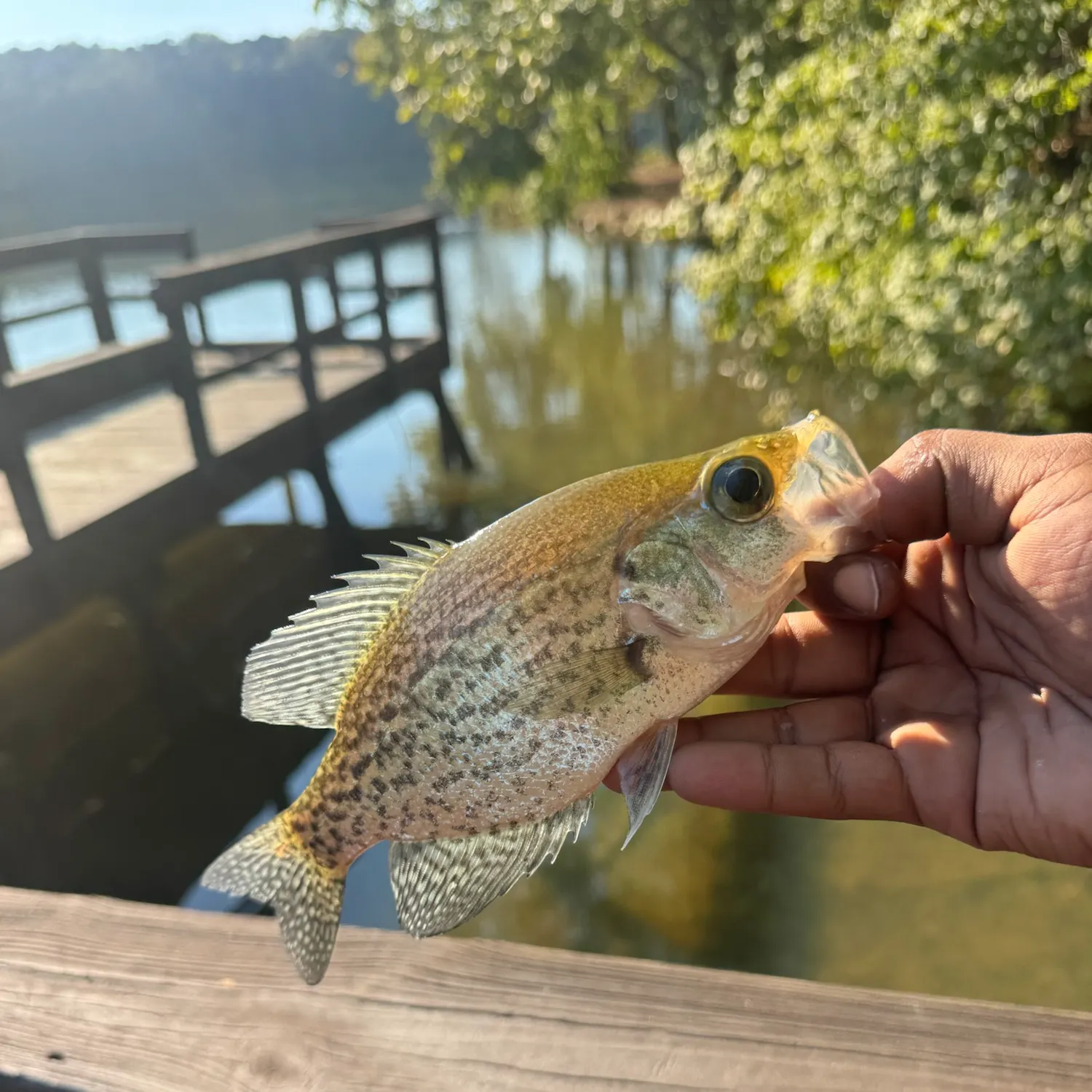 Black crappie caught on Fishbrain