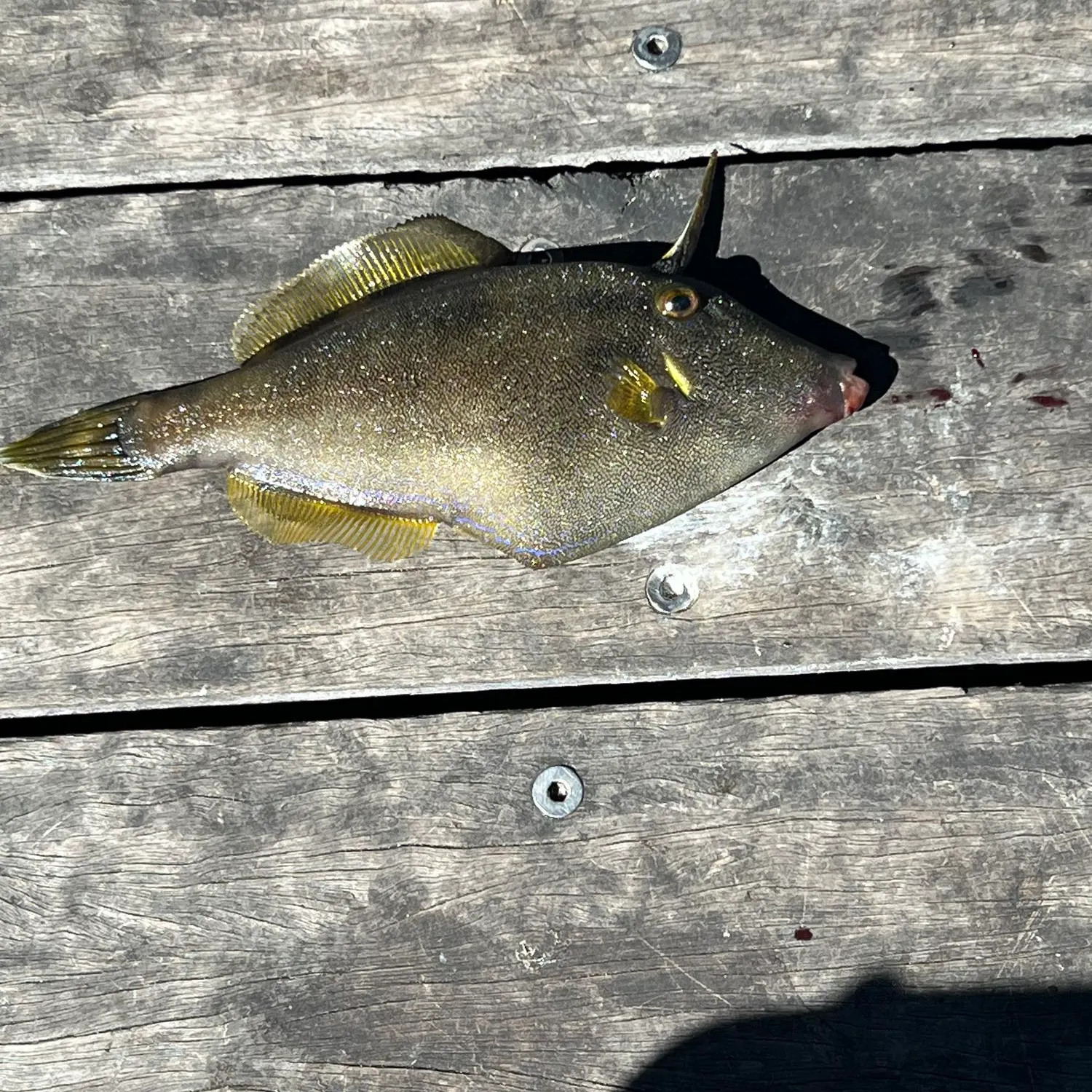 recently logged catches