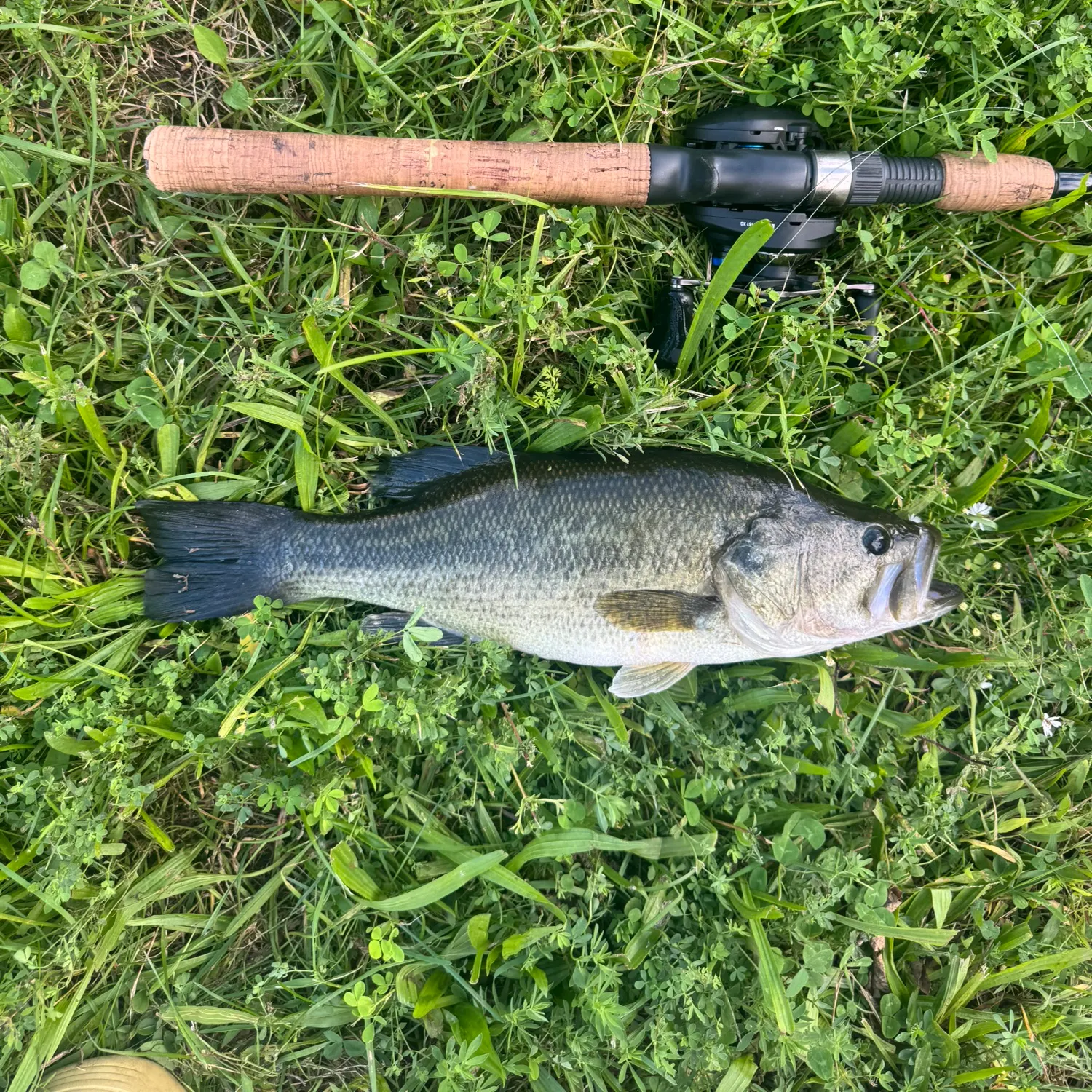 Largemouth bass caught on Fishbrain