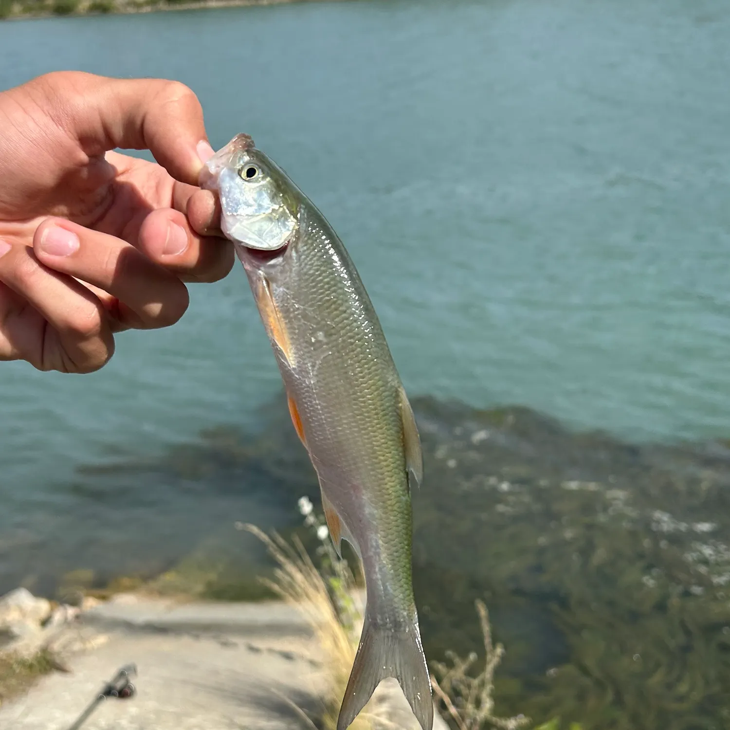 European chub caught on Fishbrain