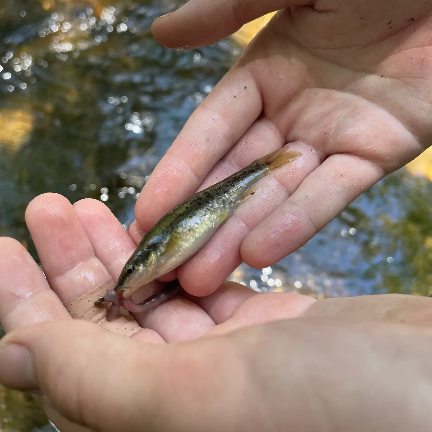 Eastern blacknose dace caught on Fishbrain